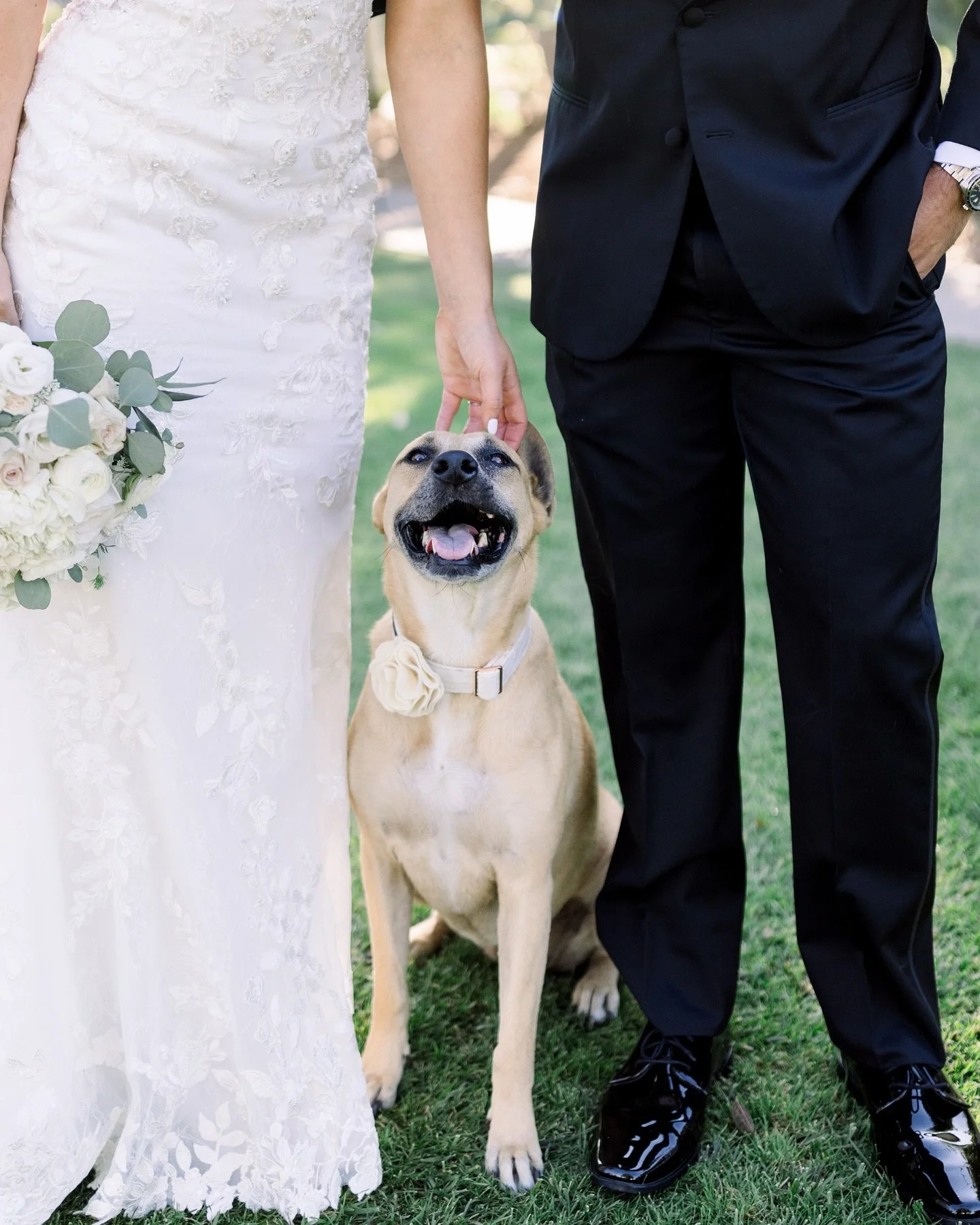 Ash&rsquo;s best day ever! If you couldn&rsquo;t tell from the smile on her face, Ash was the pawfect ring bearer and flower dog for her parents Lindsay and Daniel 🤍

Pet attendant: @idogtoo 
Venue: @spanishhillsclub @spanishhillsspecialevents 
Plan
