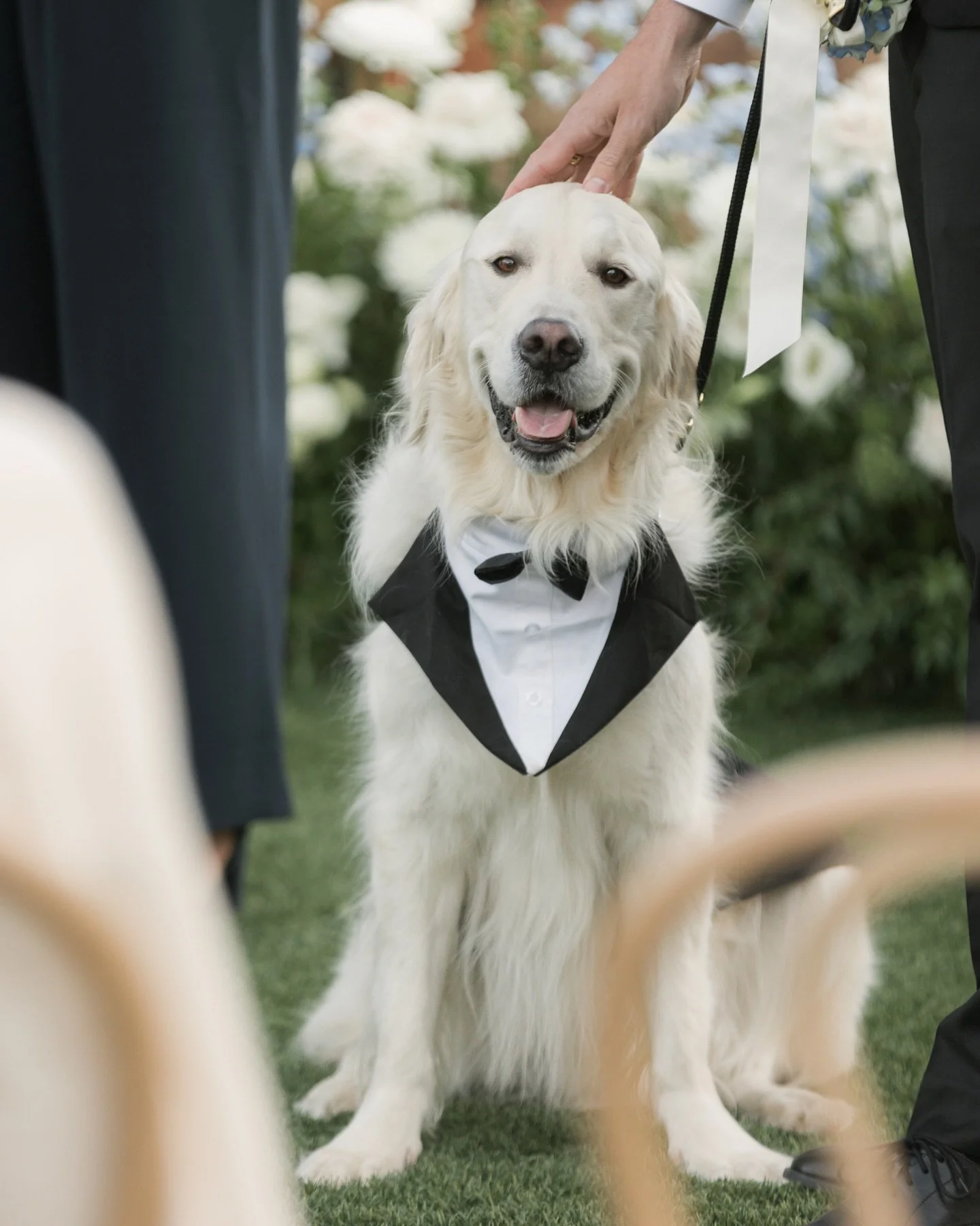 Best pup duties: nailed it ✅ 
Treats: earned them 💁&zwj;♂️ 
Riley was the best man and the best boy at his parents wedding 🤍

Pet attendant | @idogtoo
Planning+Design| @blissfullystyledevents @blissfully_sydnee
Photo | @auraelizabethphoto
Video | @