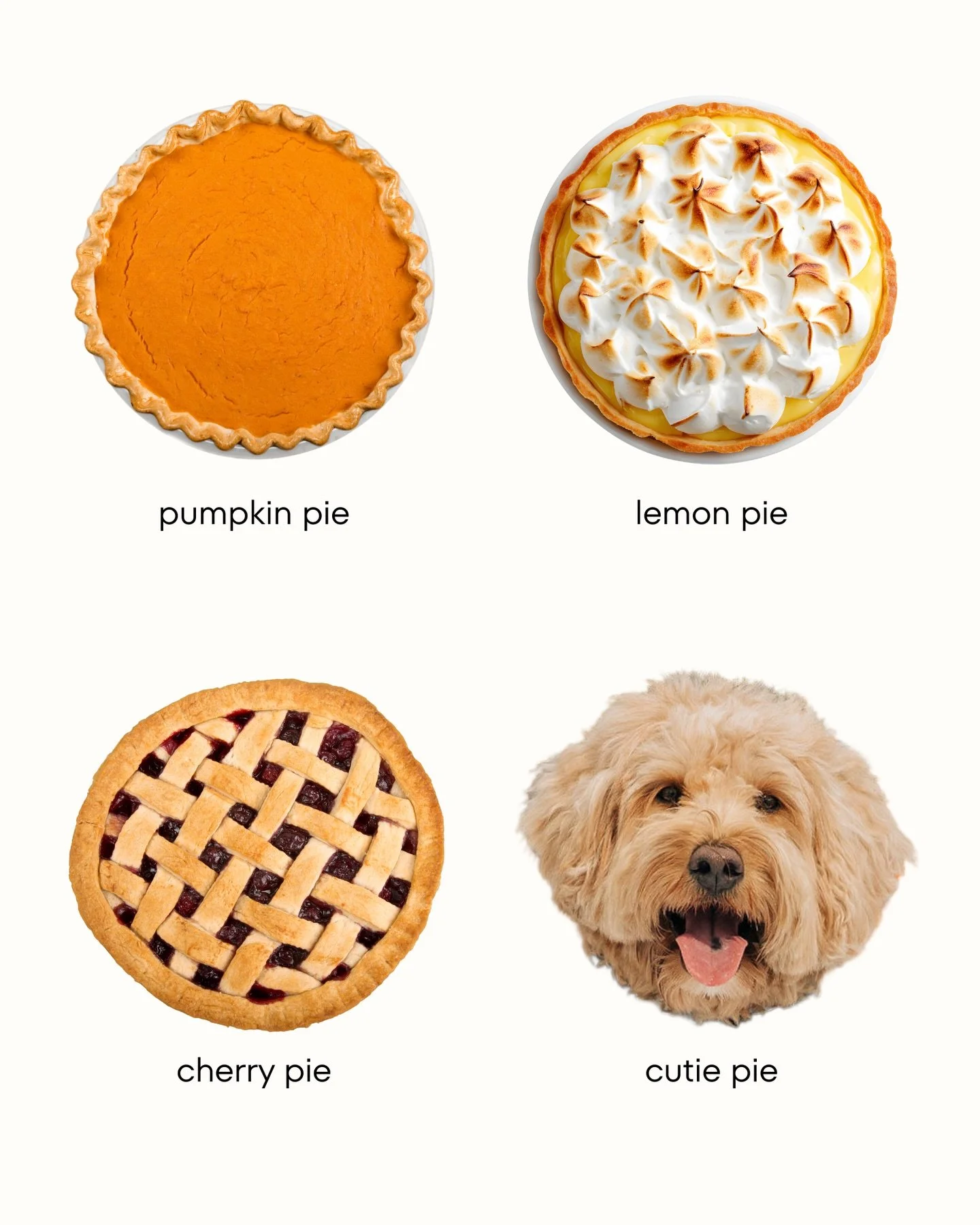 Which pie are you choosing? 🥹

#dogmemes #cutiepie #pie #dogsofinstagram #trending #doubledoodle #doubledoodlesofinstagram