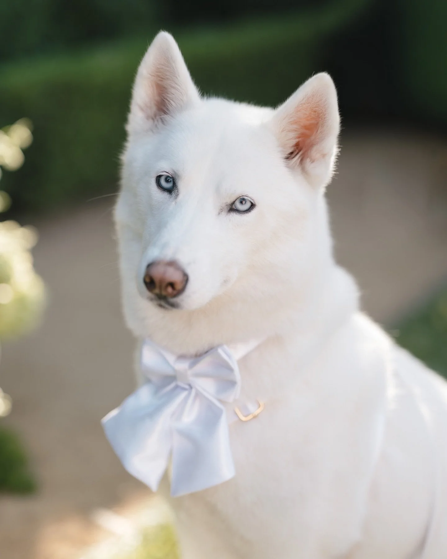 a moment for this beautiful blue-eyed girl 🐶 Sierra loved every minute of her parents wedding day, and did the best job over hand (or mouth) delivering the rings safely down the aisle 😍 beauty and brains!

Planner&nbsp;@alloraevents
Venue&nbsp;@vil