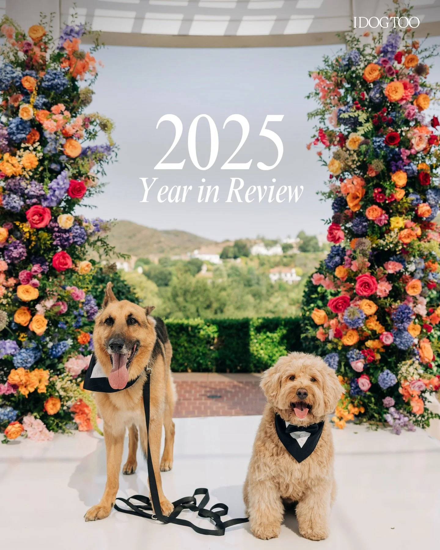 2025, what a year! We are so thankful for all the couples that trusted us with their fur babies, all the belly rubs and tail wags, and all of the incredible vendor friends we made along the way! 2026 here we come! 🤍🐾