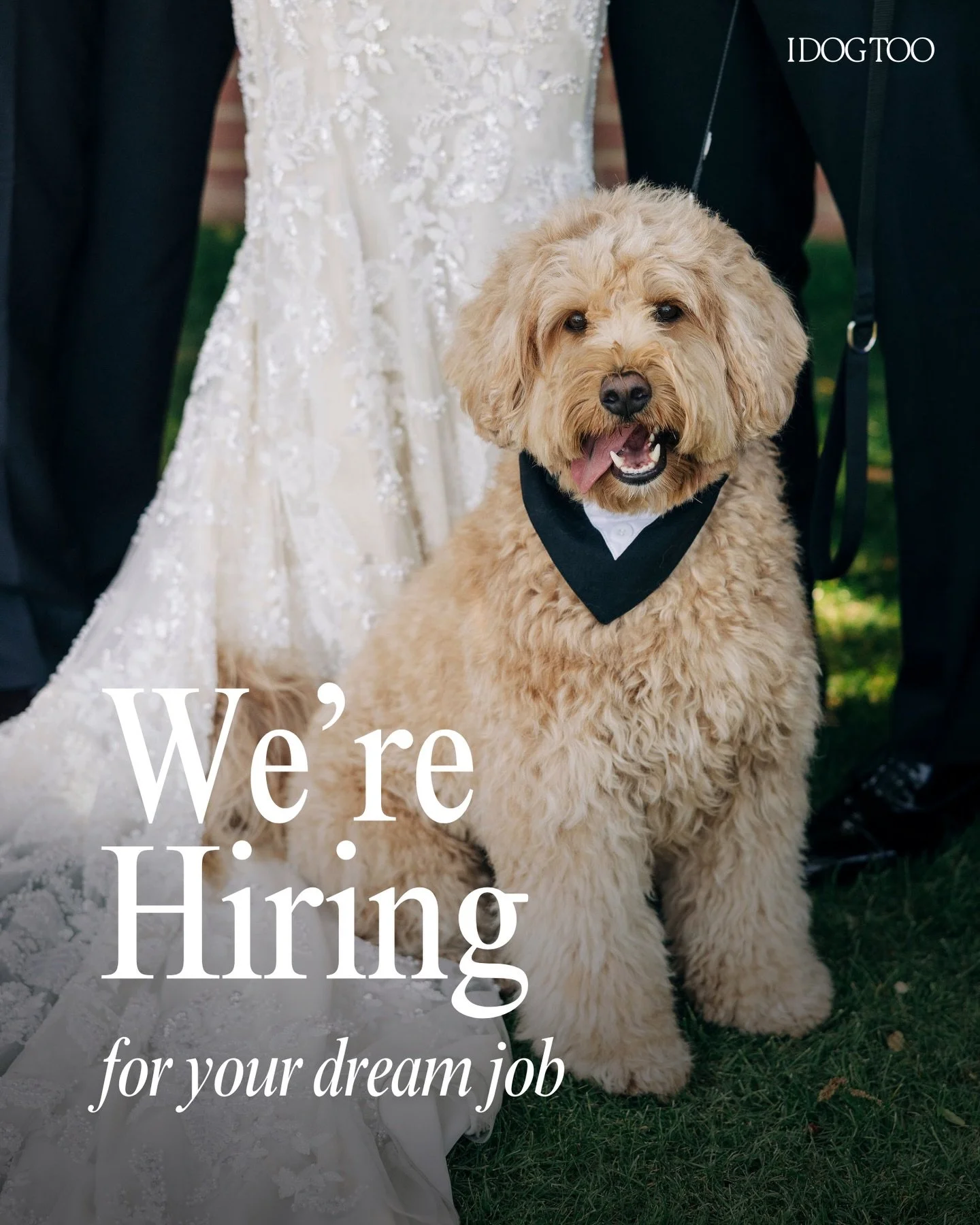 We are hiring! Join our team of professional wedding pet attendants across Southern California.

🐾 We&rsquo;re looking for responsible, dog-loving individuals who are comfortable working in dynamic environments, can carry themselves professionally, 