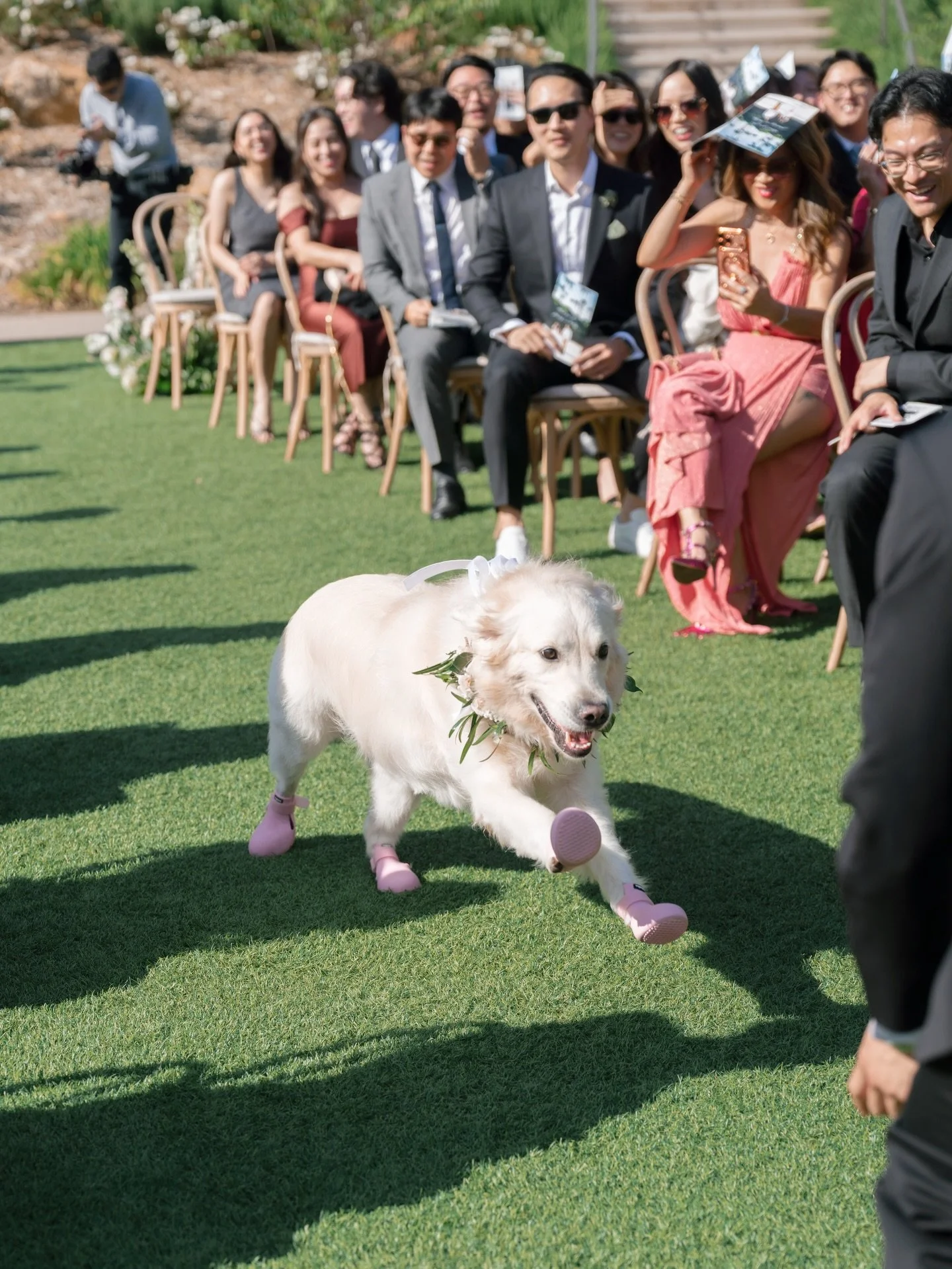 The best walk Winnie&rsquo;s ever taken 🥹👉🏻 swipe to see dog of honor Winnie run down the aisle to her parents, then realize ALL of her other favorite people were there too! 😅 &ldquo;wait, I haven&rsquo;t said hi to the second row yet!&rdquo; 🐾?