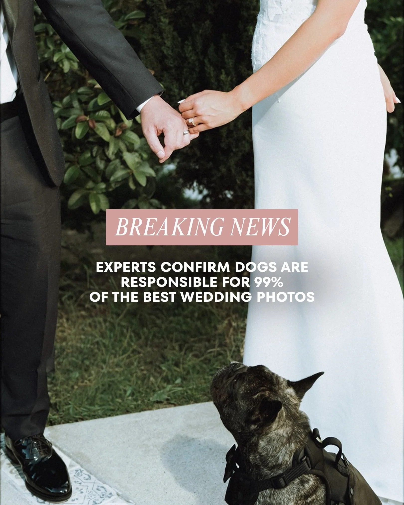🚨 JUST IN from the Barkington Post. When our expert was asked to elaborate on the findings, he requested treats and belly rubs. More to come.

📸 @theshukans.weddings 
🐶 @jpepperpig 
Mom and dad @the.pastry.doctor @diazjohnt 
#developingstory #brea