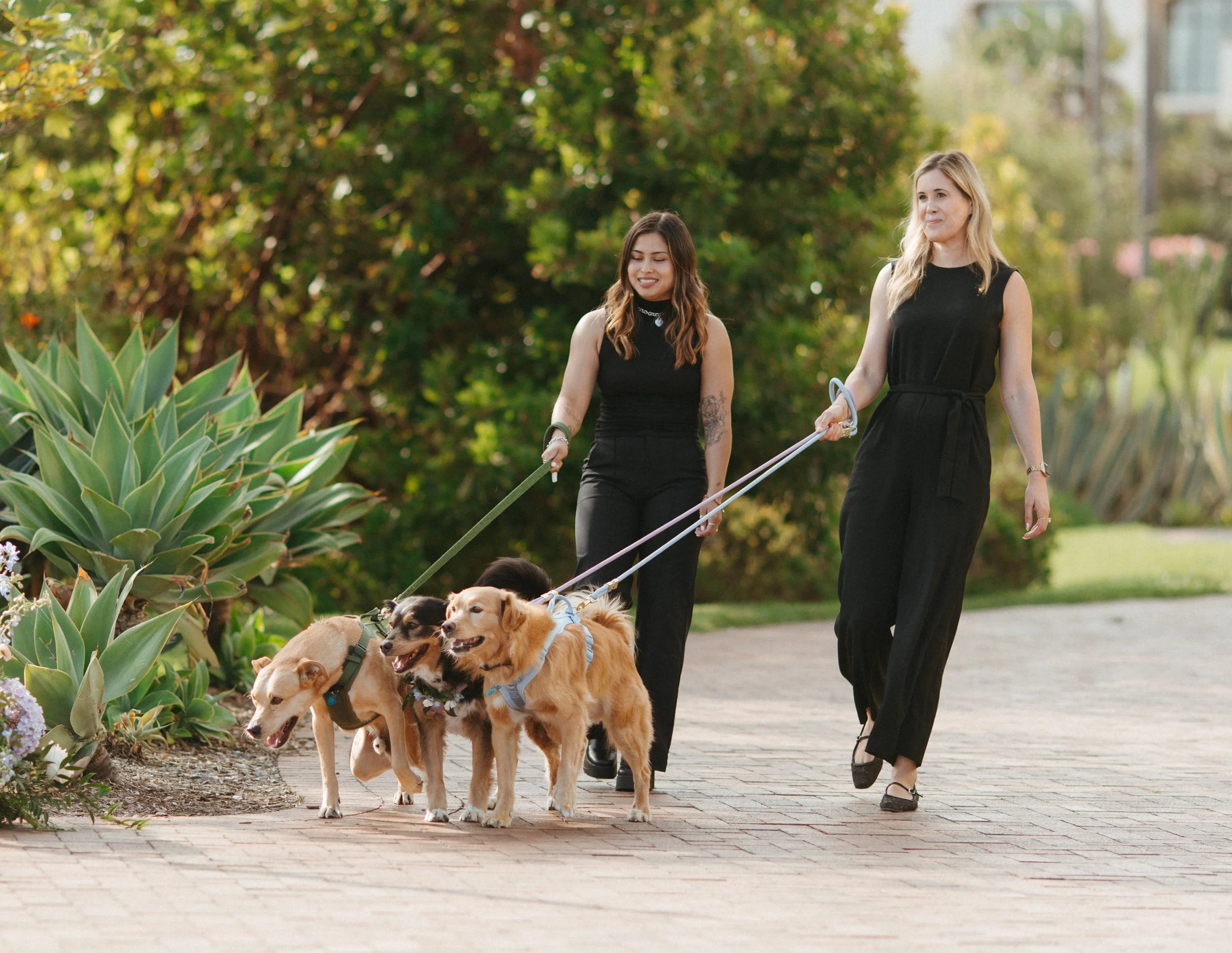 Professional wedding pet attendants walking dogs before a dog-friendly wedding ceremony.