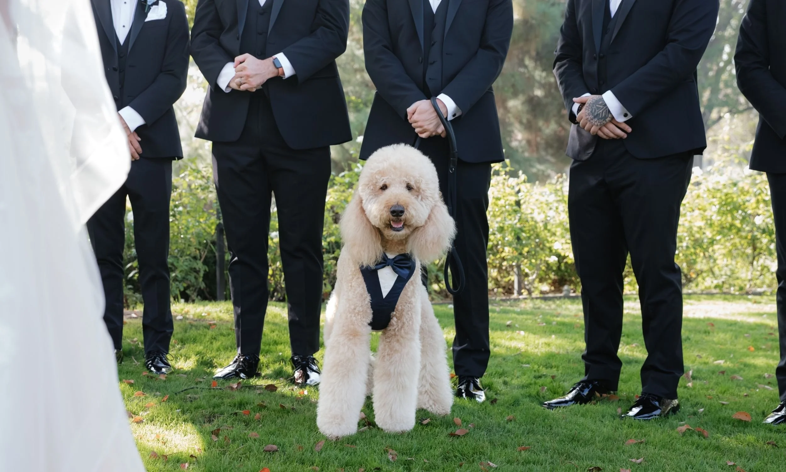 Dog of honor with groomsmen at Los Angeles wedding
