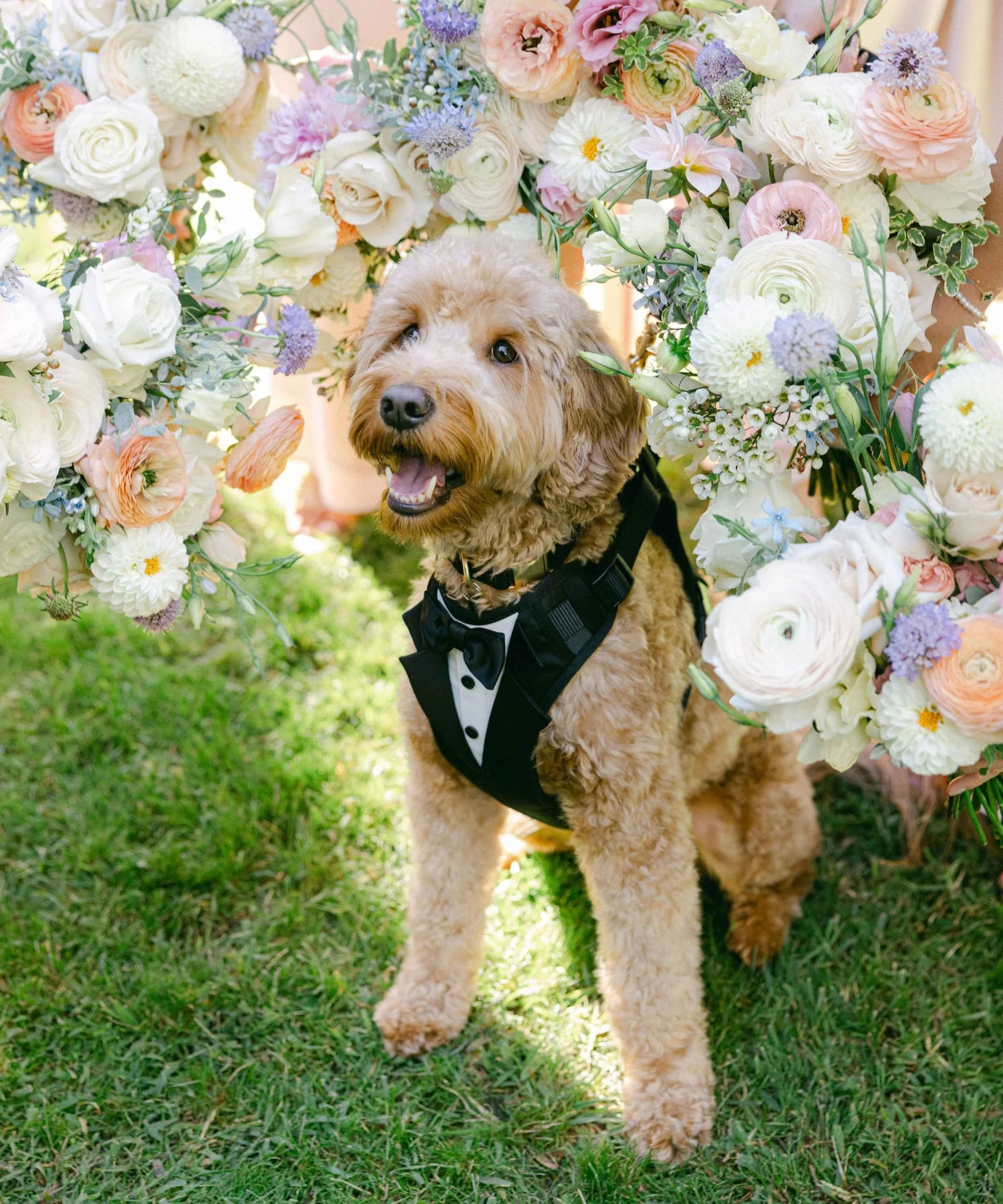 A goldendoodle wearing a tuxedo is surrounded by bouquets at a Hartley Botanica wedding in Los Angeles