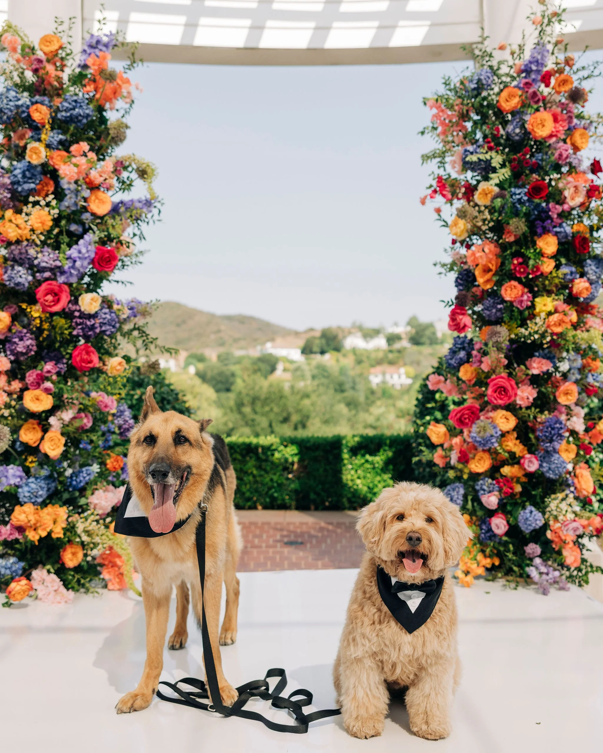 Two dogs with black bow ties sitting in front of a colorful flower arch at an outdoor wedding.