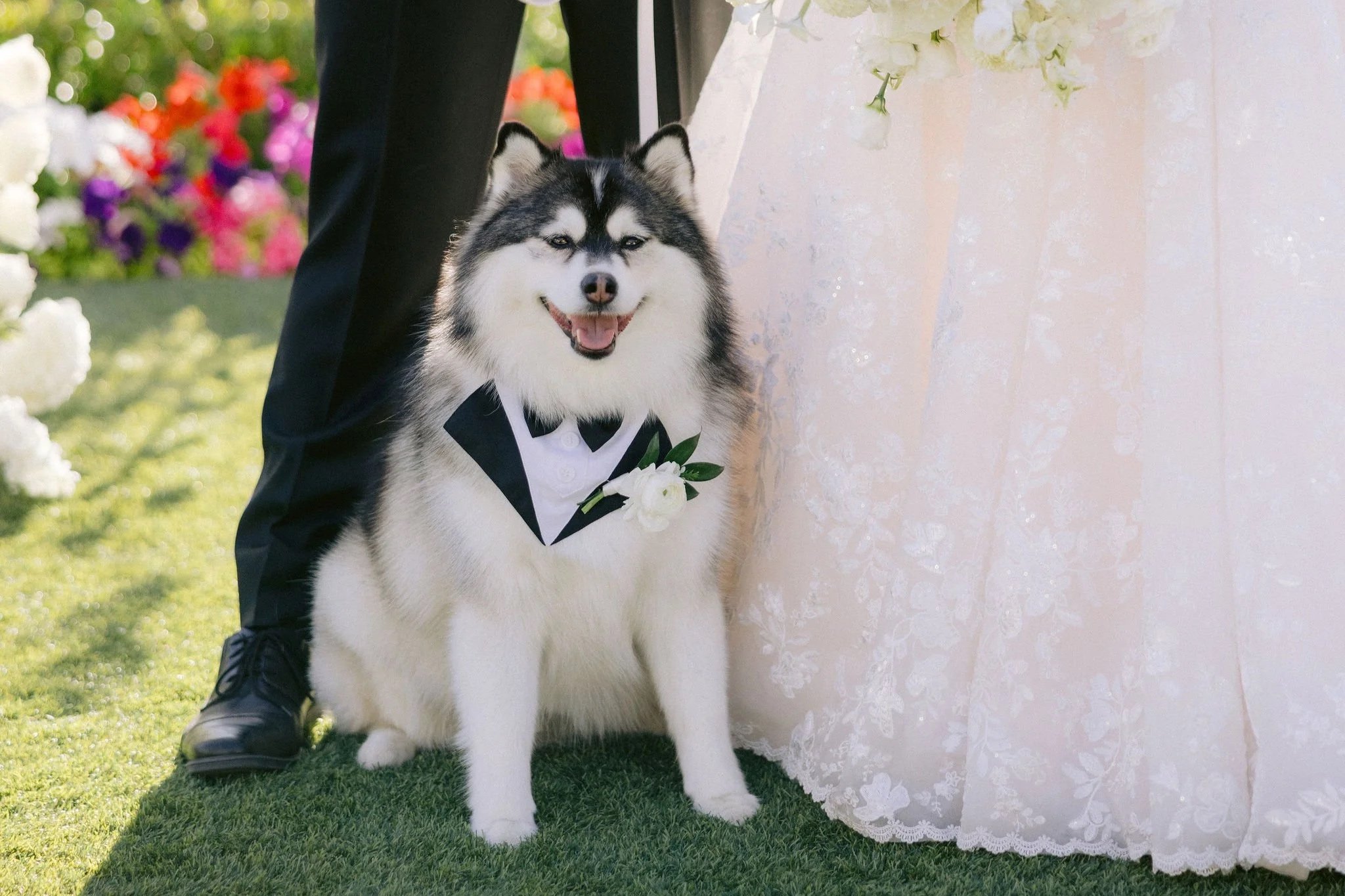 10 Questions to Ask Your Wedding Venue Before Bringing Your Dog