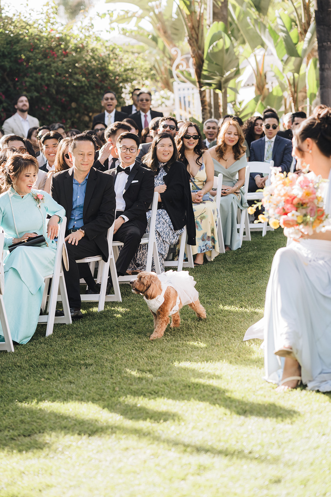 A red Cavapoo wearing wedding attire walking down the aisle during an outdoor wedding ceremony.