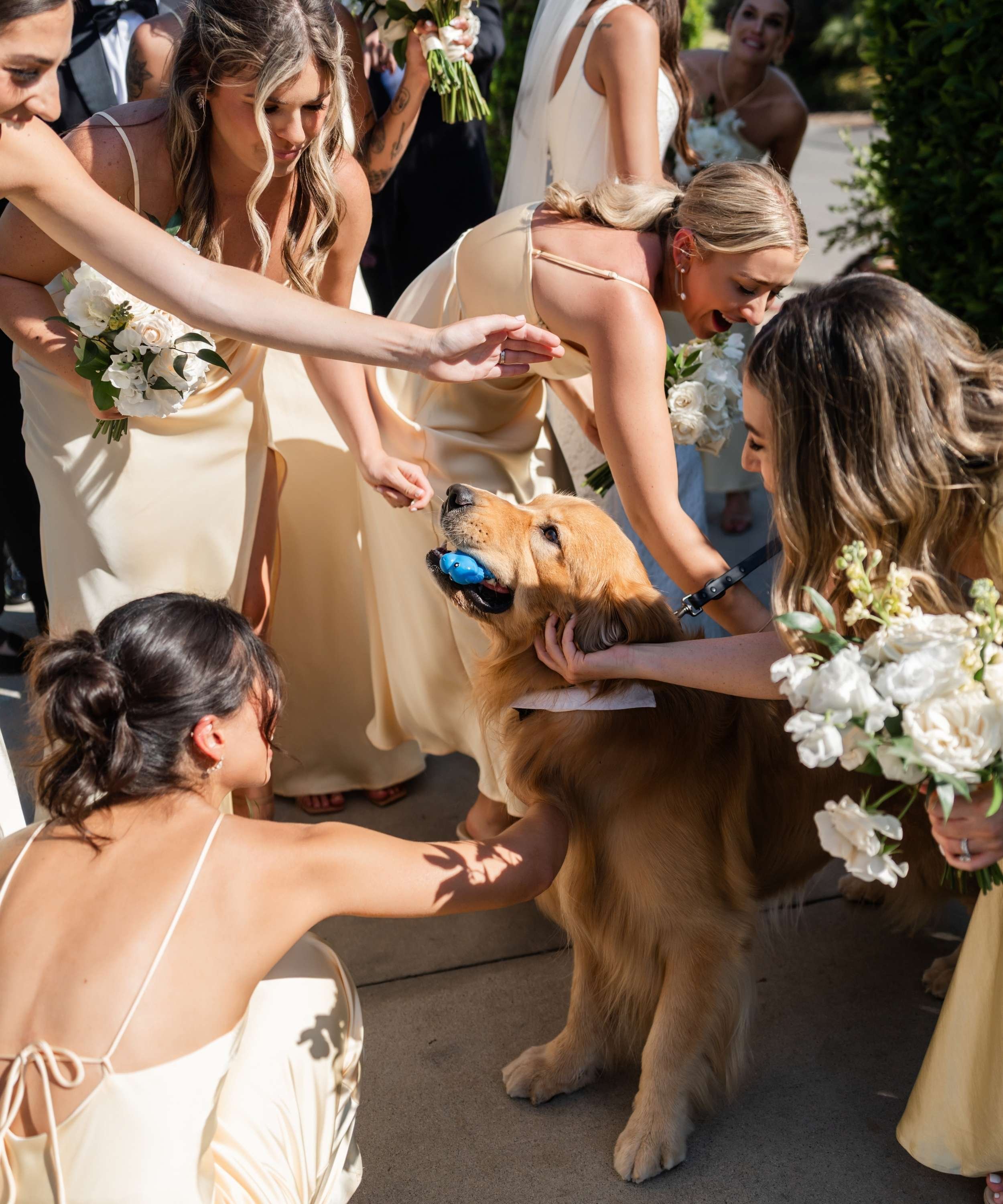 Dog greets guests at Waldorf Astoria Monarch Beach wedding