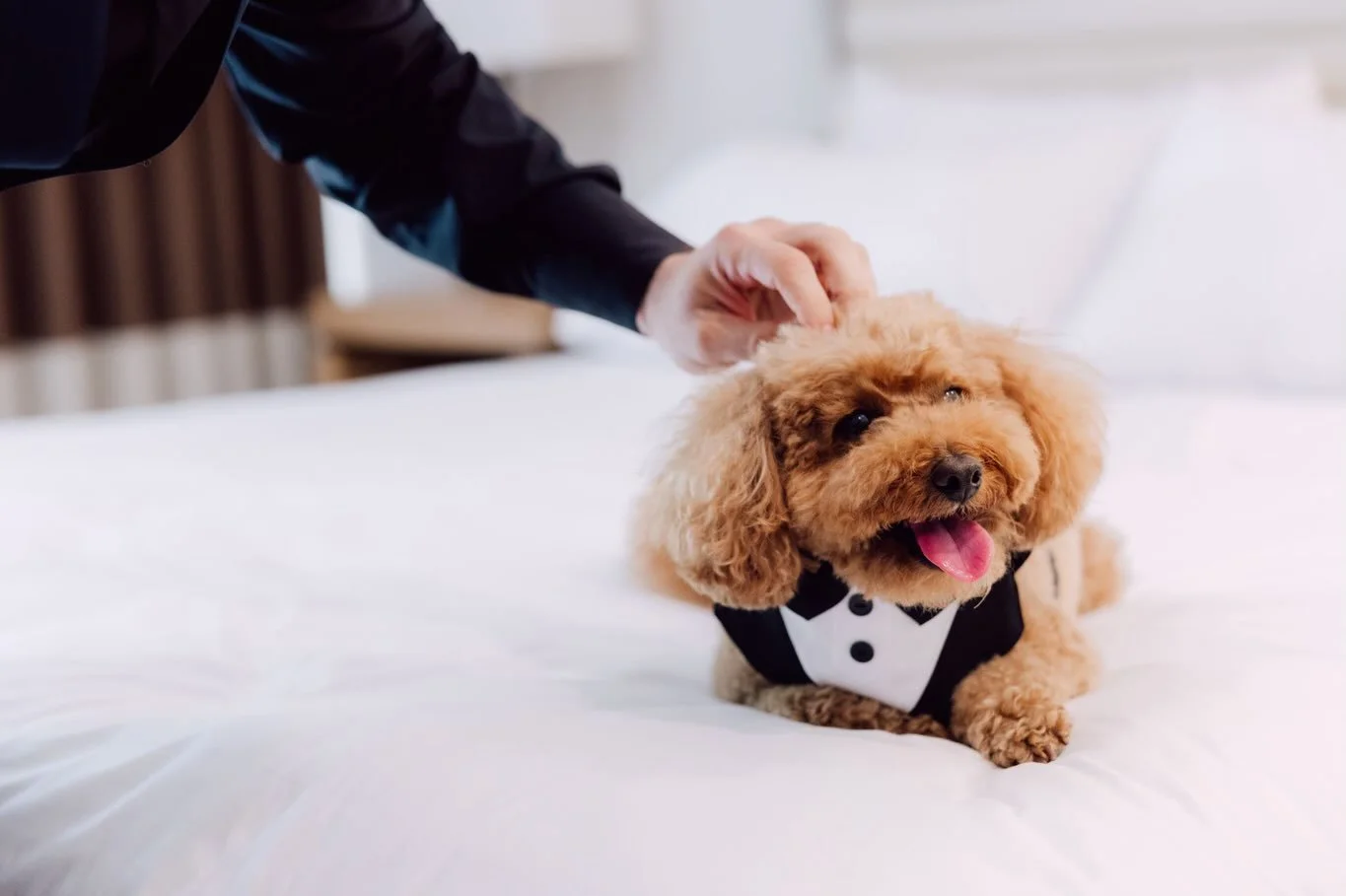 Dog of honor resting on bed at a Beverly Hills wedding