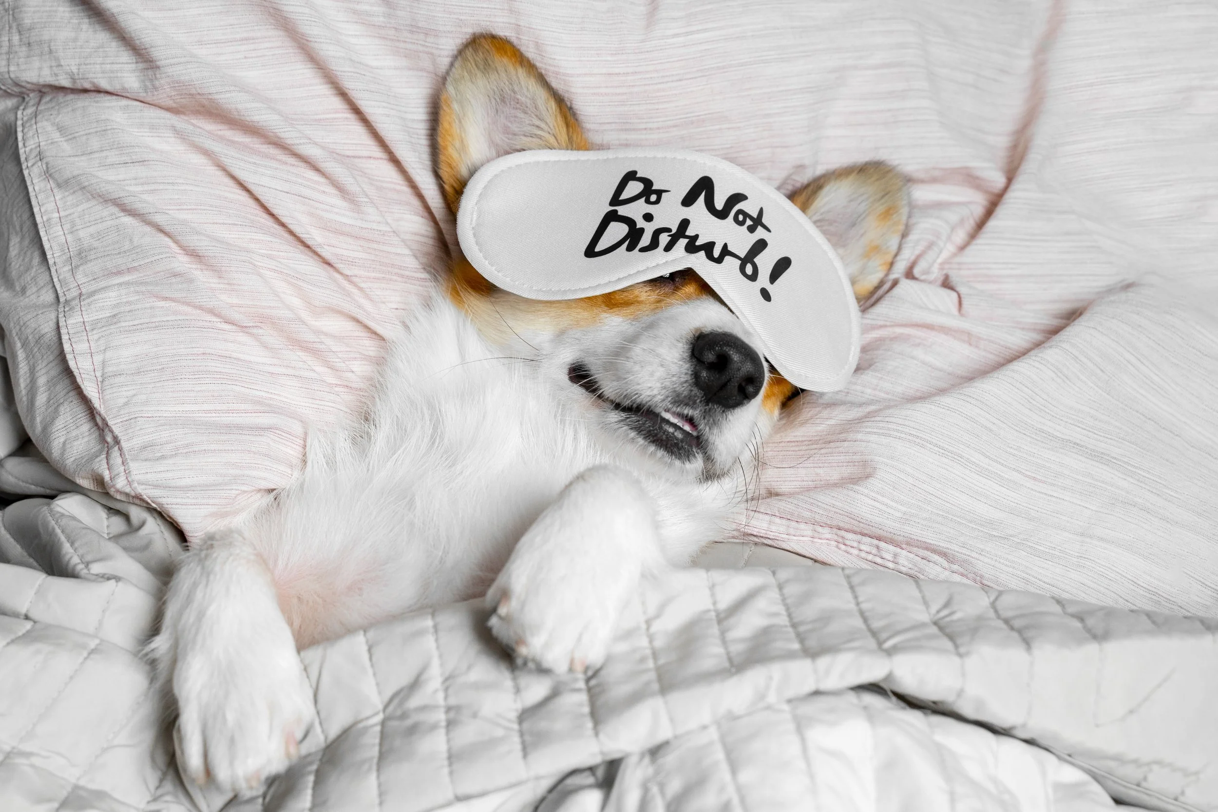 A sleeping Corgi wears a "Do Not Disturb" eye mask in bed.