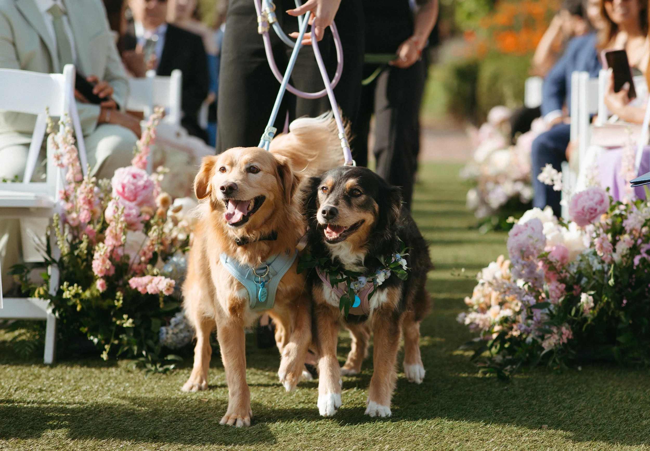 Two dogs walking down the wedding aisle during an outdoor dog-friendly wedding ceremony.