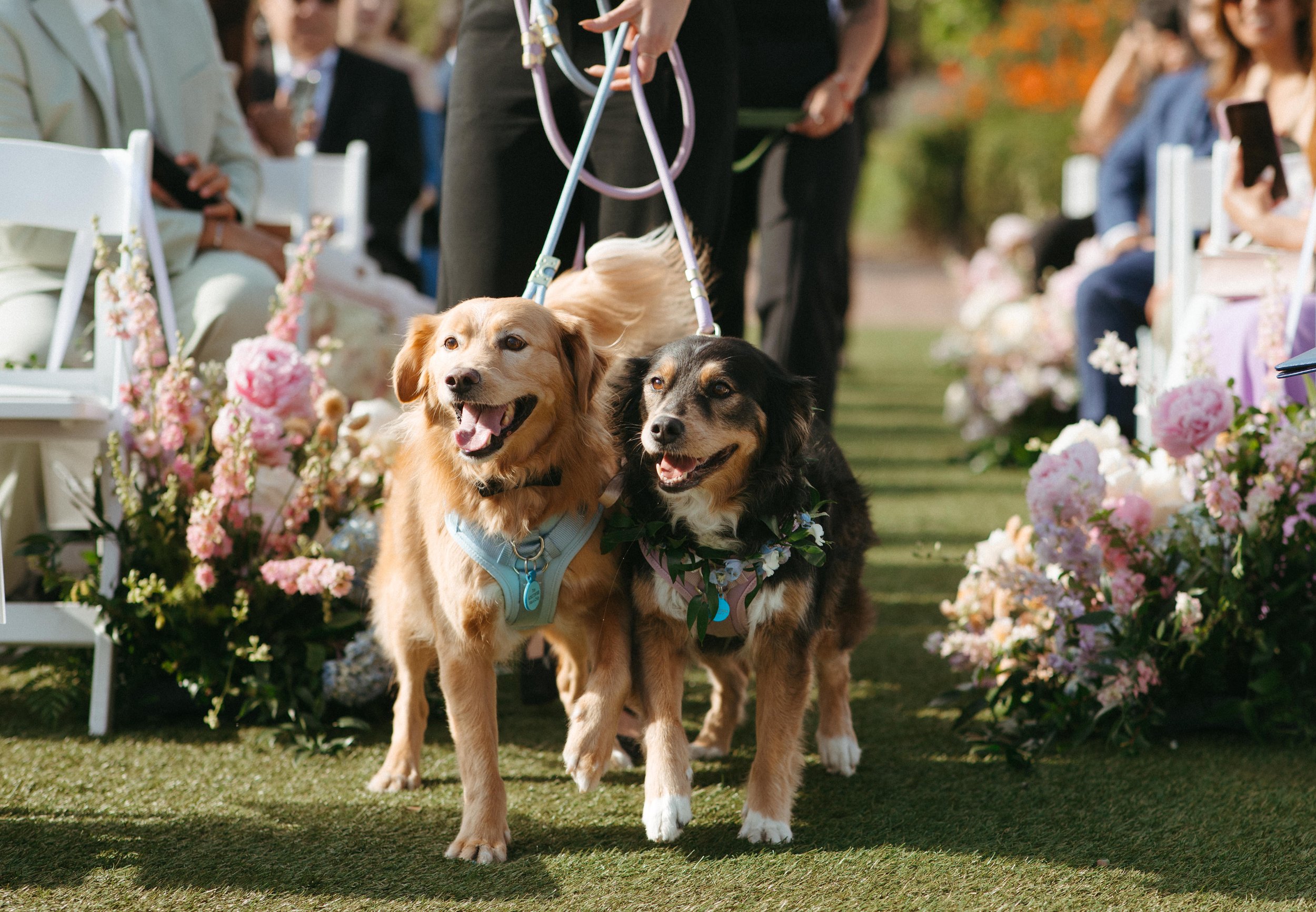 Two dogs walk down the aisle with professional dog handlers at Terranea Resort