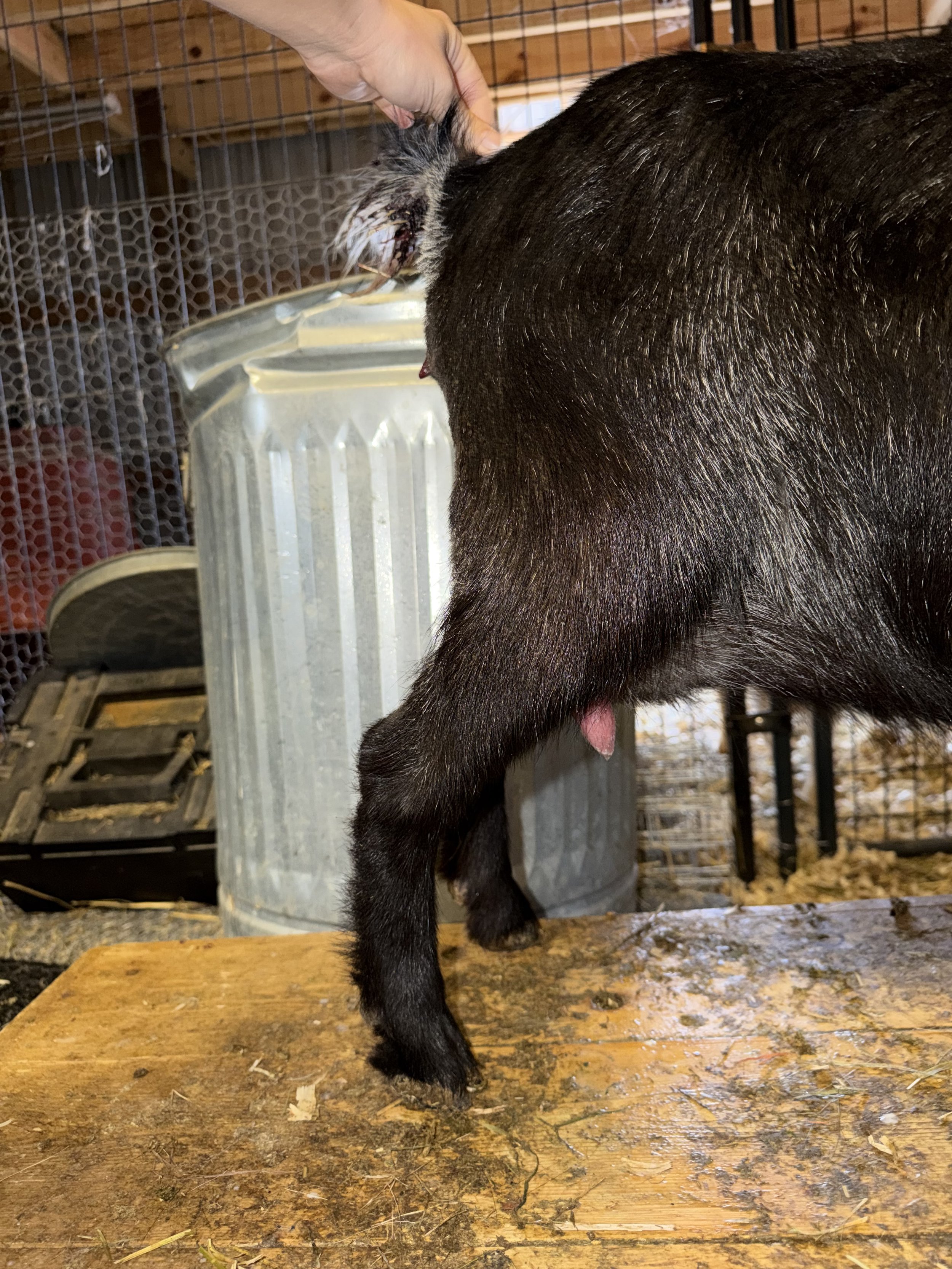 FF udder, one week fresh