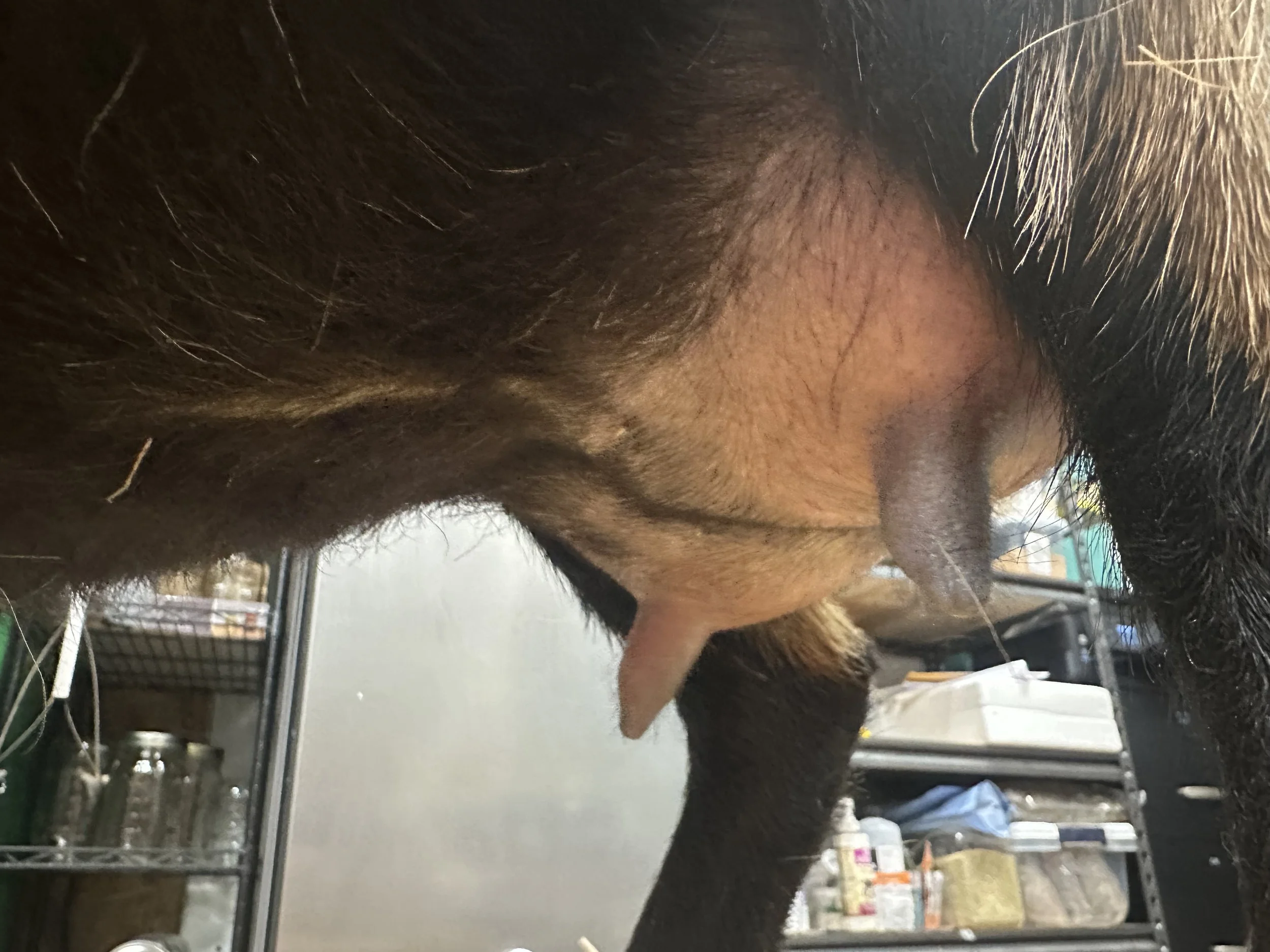 2025 lactation - foreudder
