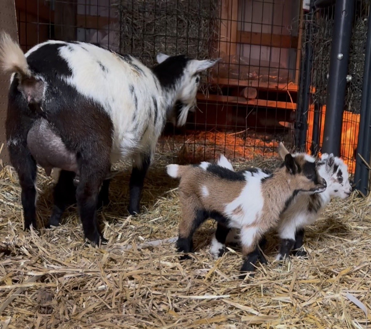 Loretta with her 2026 triplets