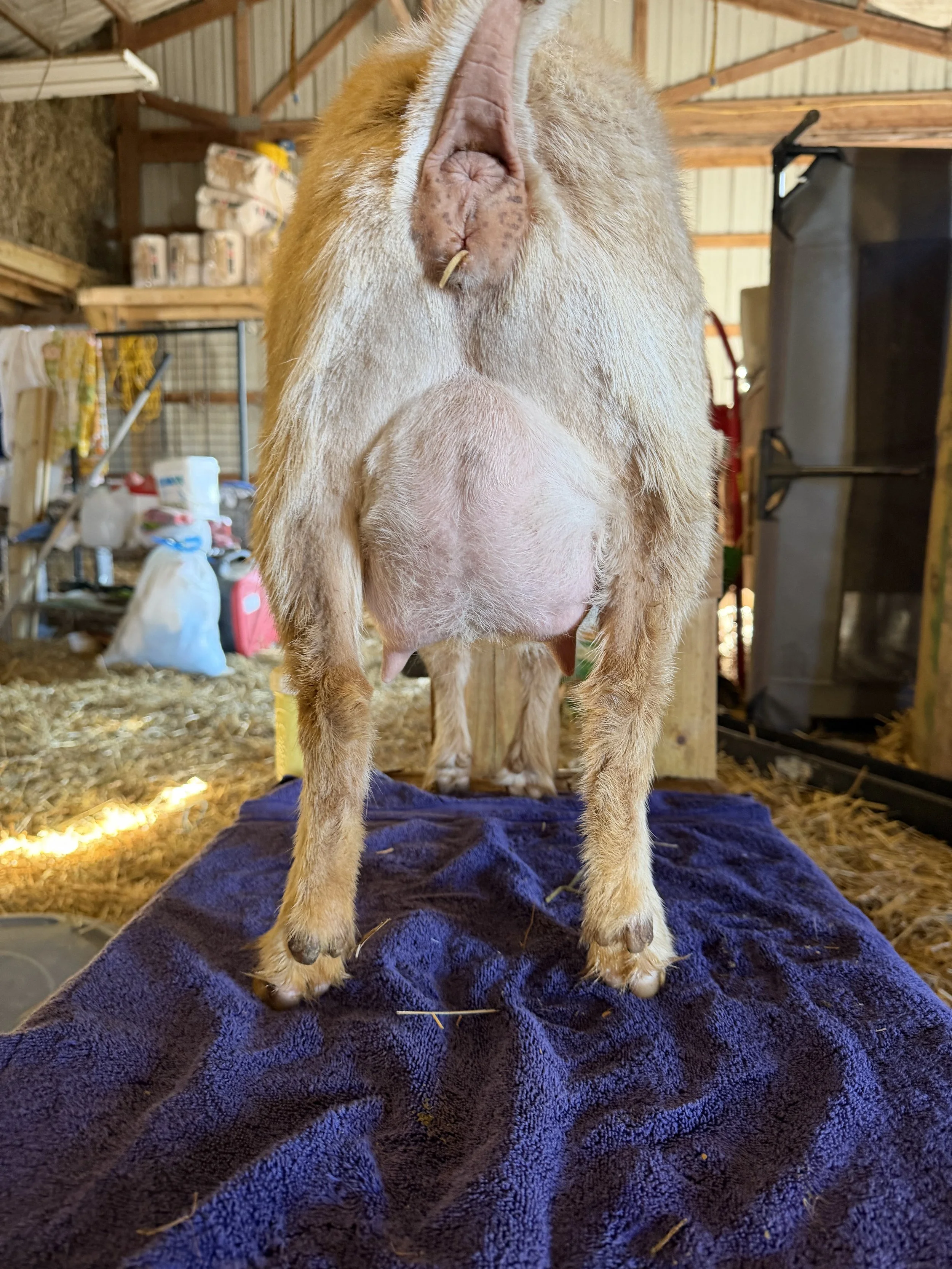 Second freshener udder