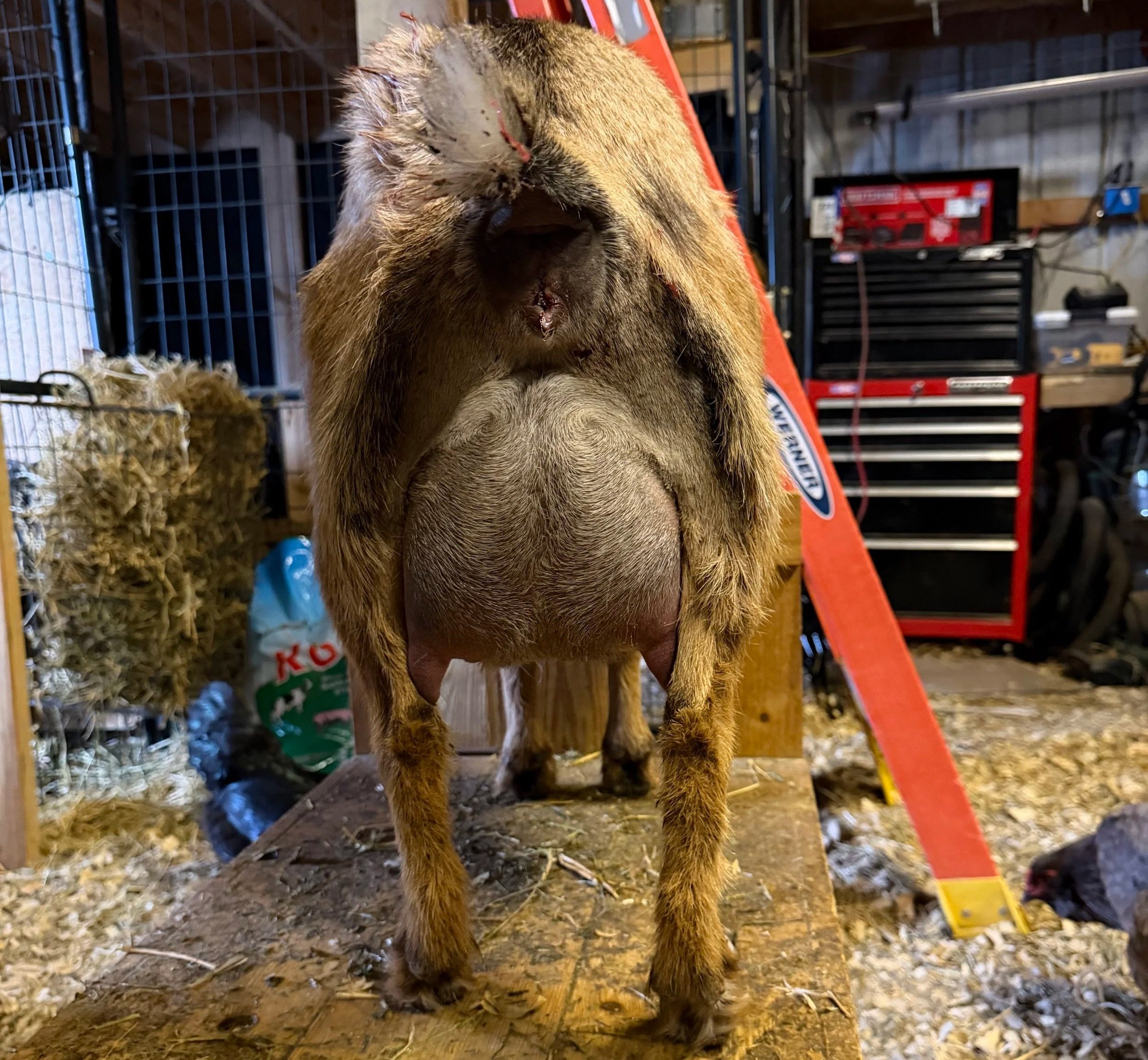 FF udder, two weeks fresh