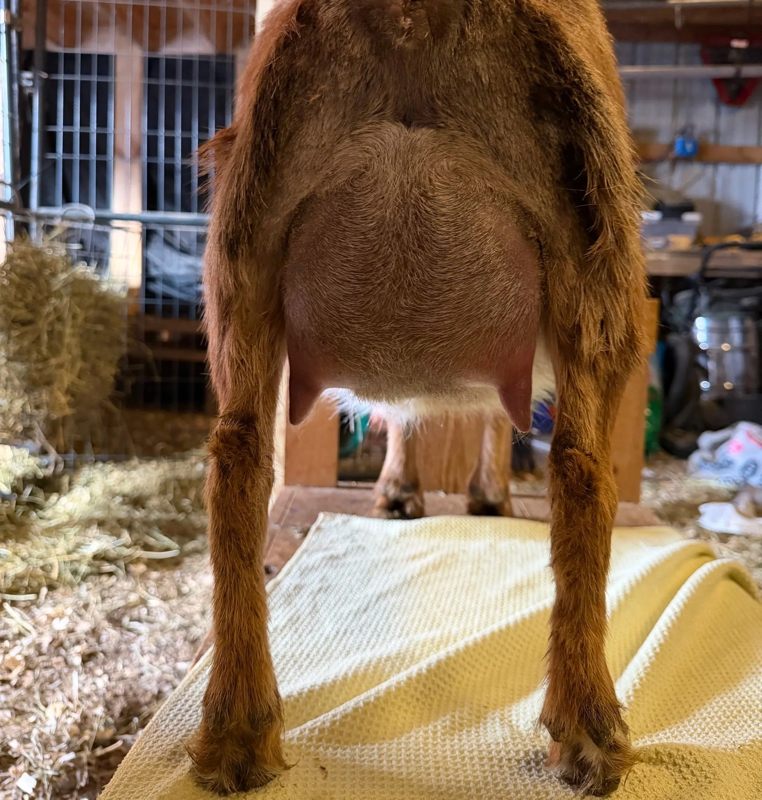 FF udder, one week fresh