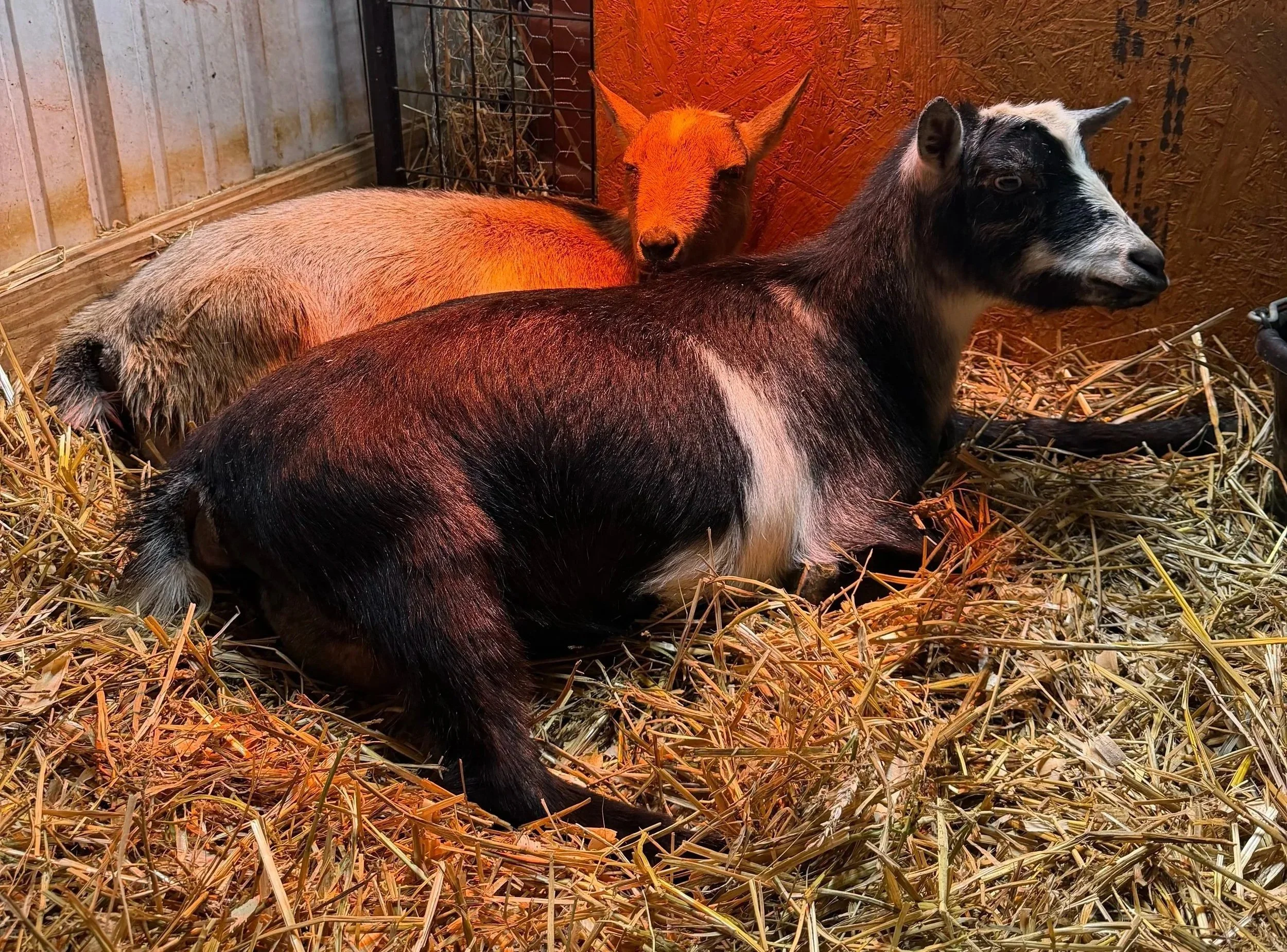 Voodoo with her best friend, Sprinkles, during labor