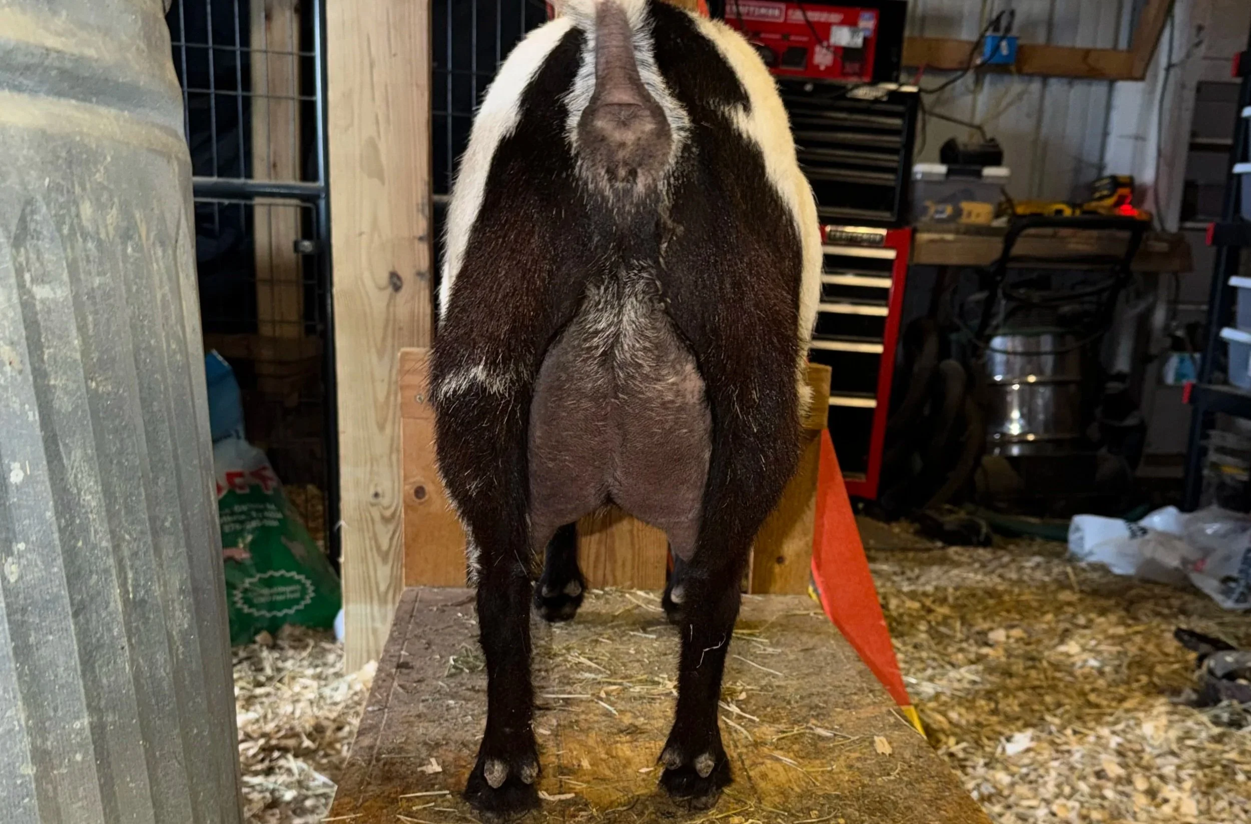 Third freshening, 4 years old