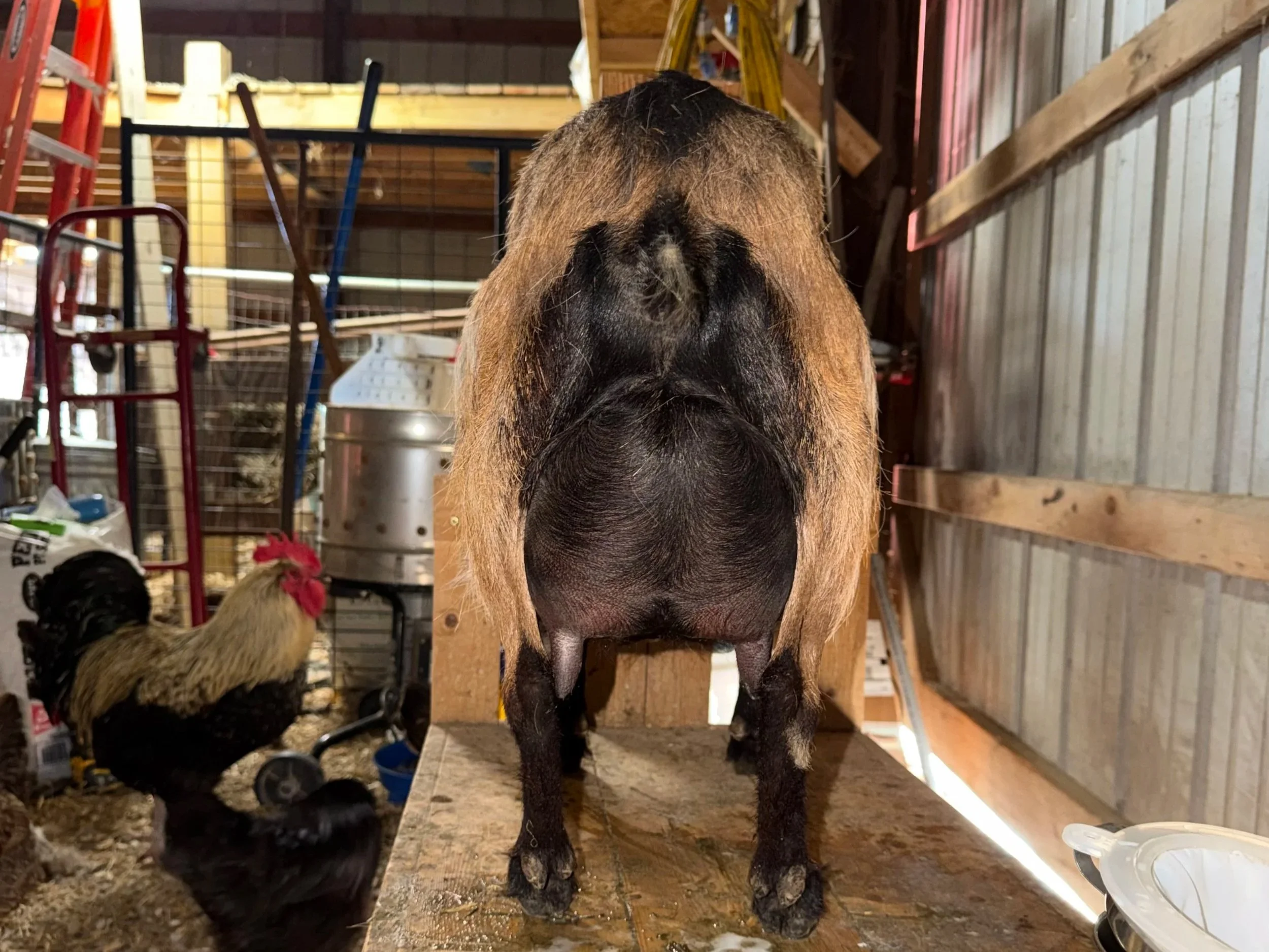 Sire's dam's udder