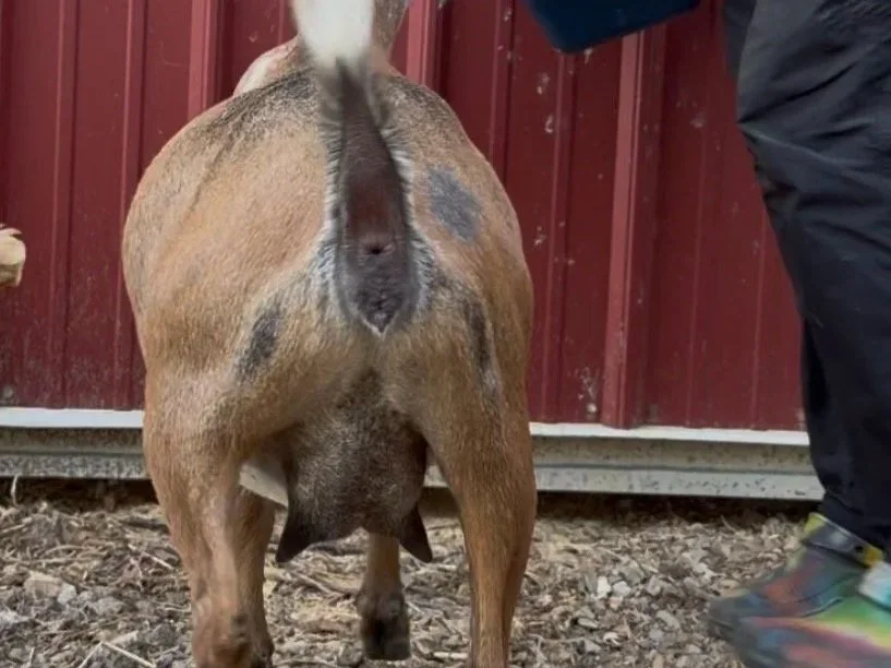 FF udder, milked out