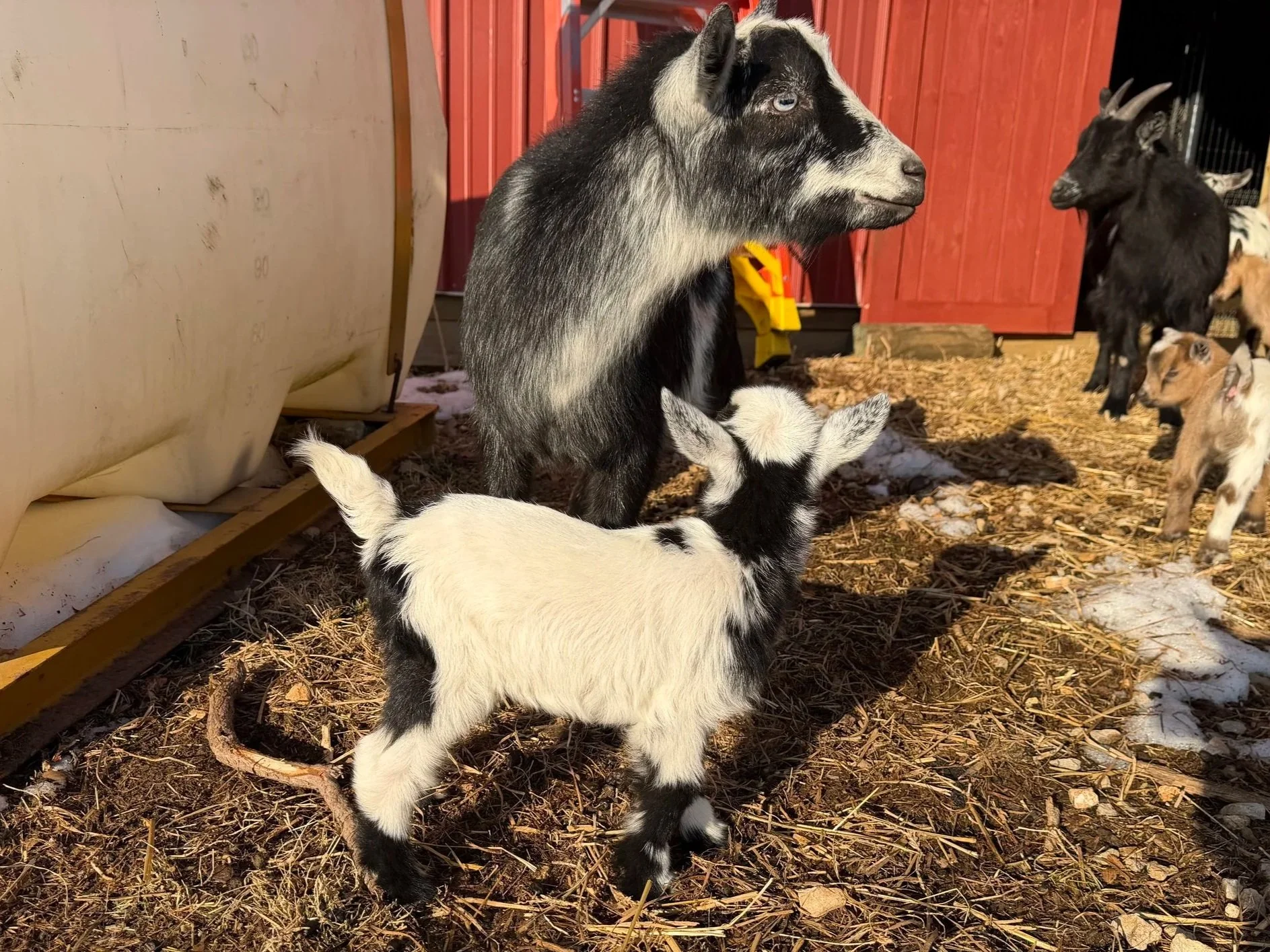 Voodoo with her single 2026 doeling