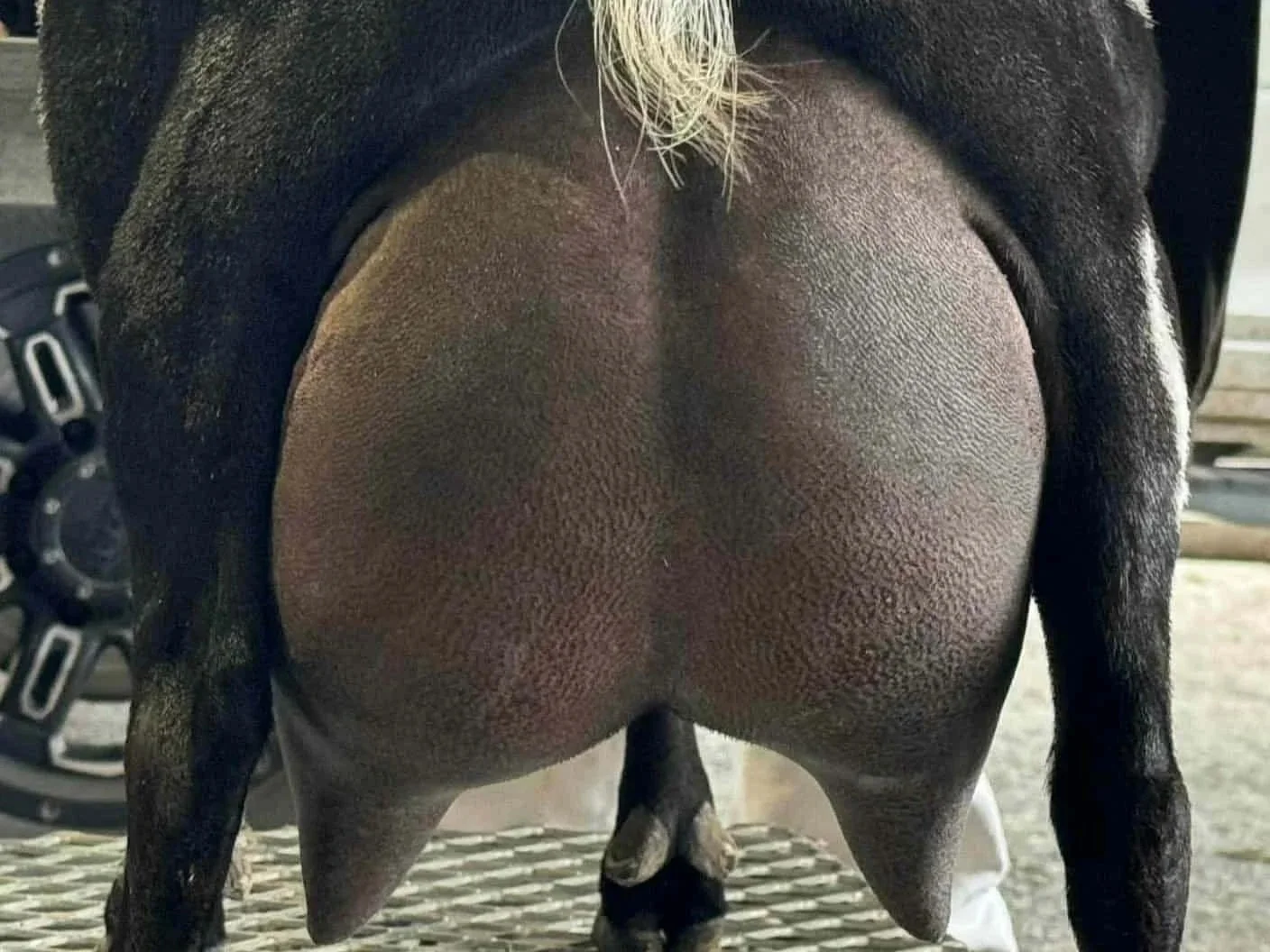 Dam's udder - Quaking Canopy Queso Asadero EEEE91