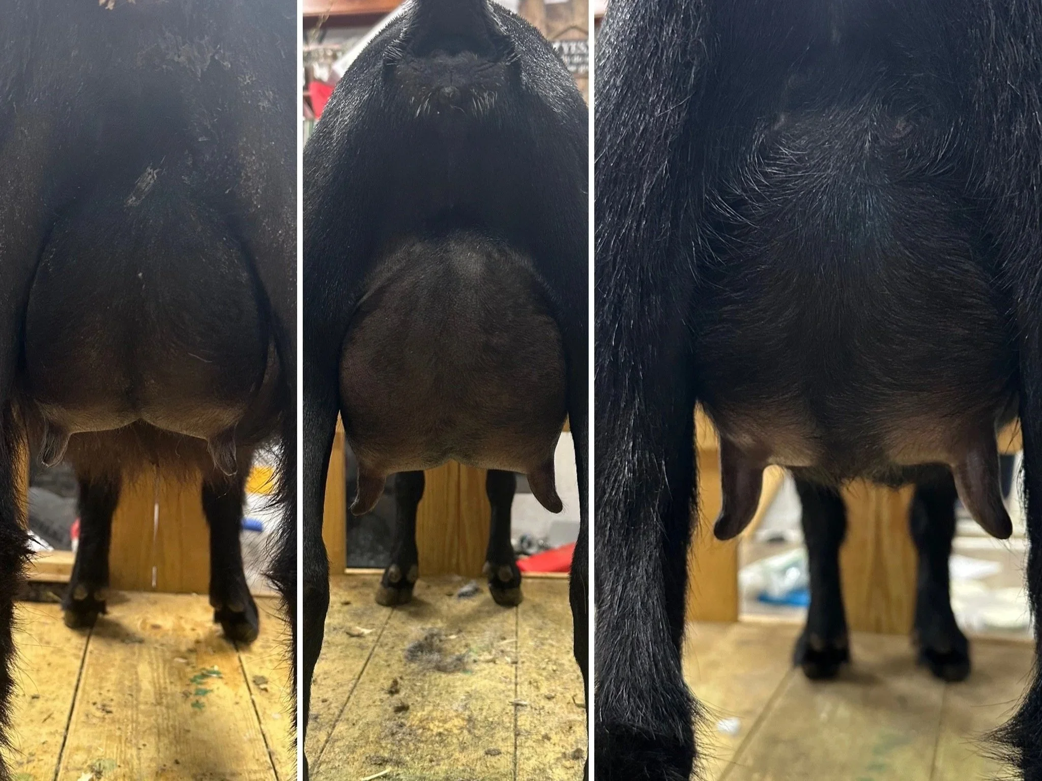 Teat development through her first lactation - last pic 4 months fresh