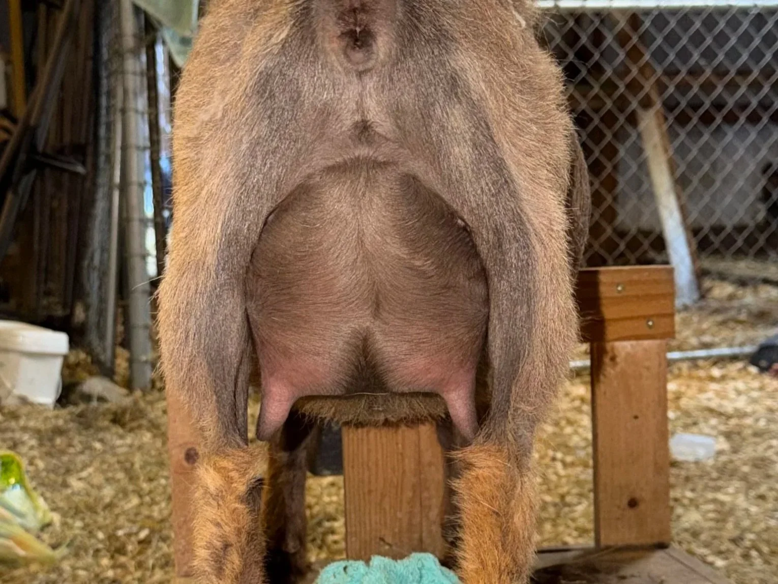 FF udder 2026