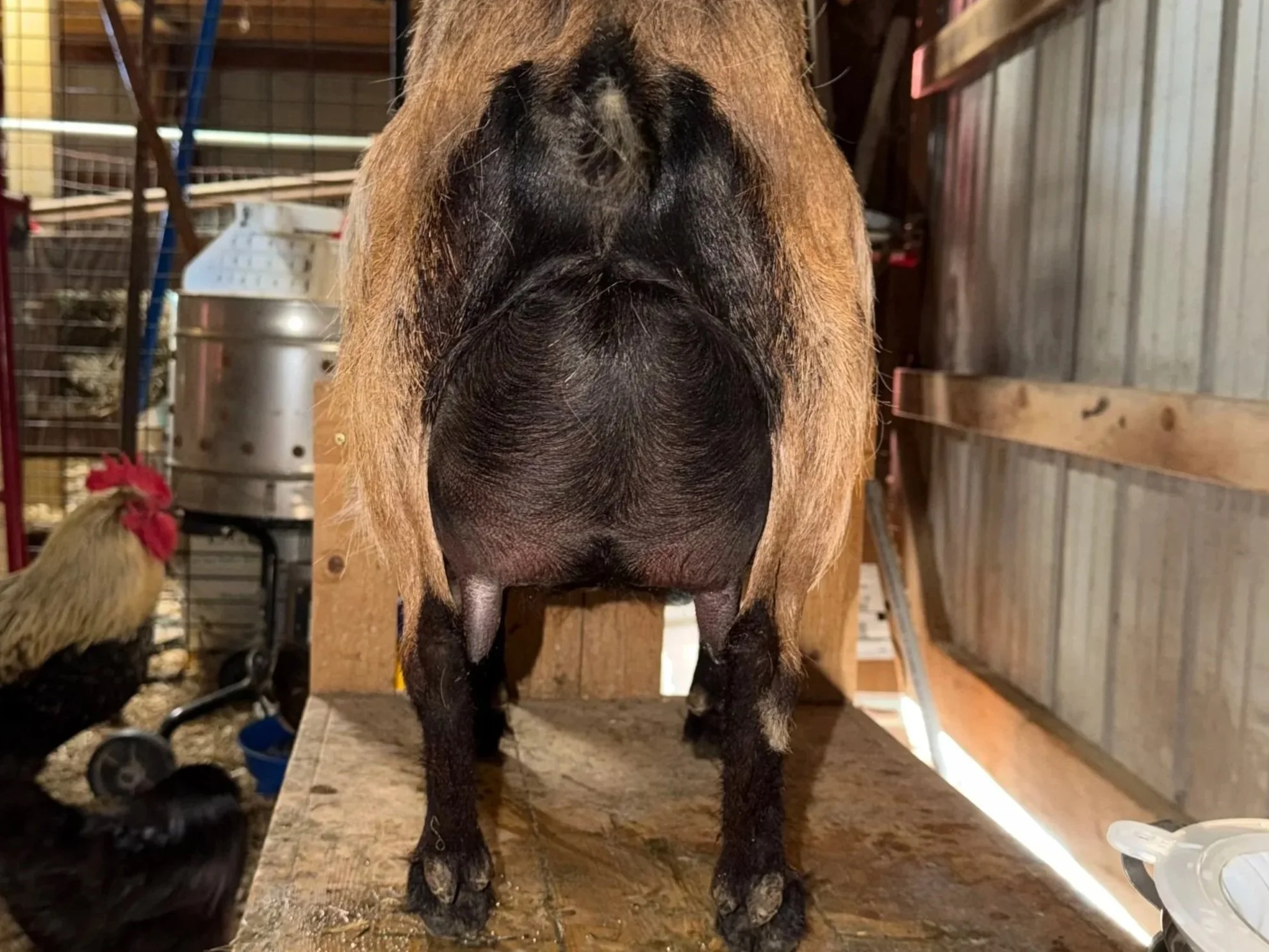 Sire's dam's udder
