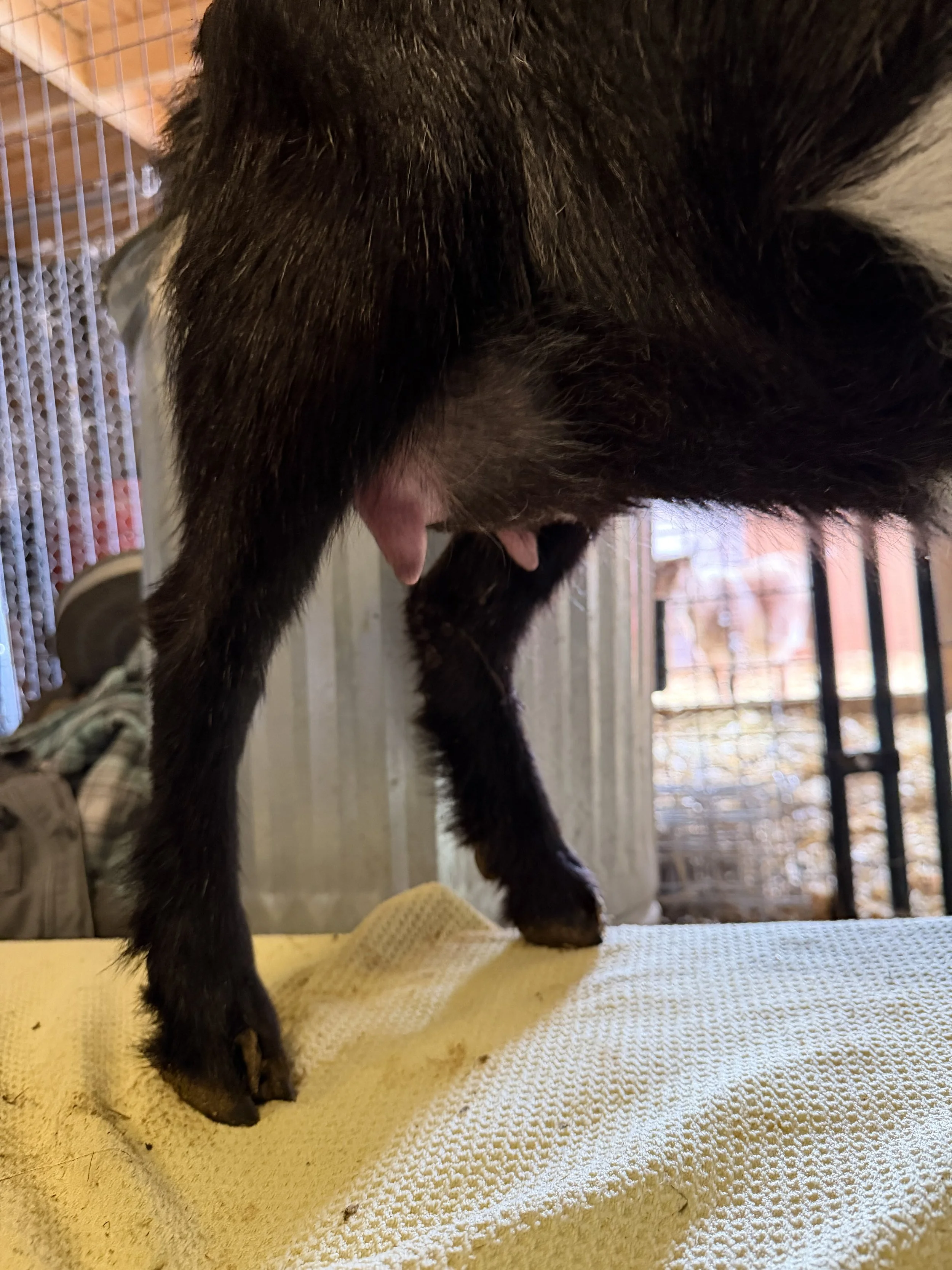 FF udder, one week fresh