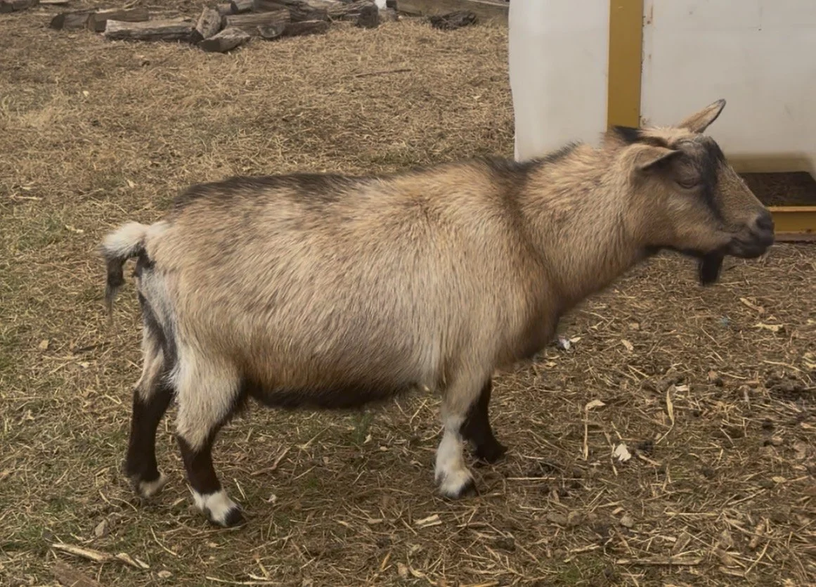 Retired at 9 years old