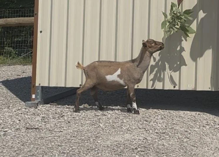 2025 retained buckling - Arcane Acres Fezzik with a fresh haircut