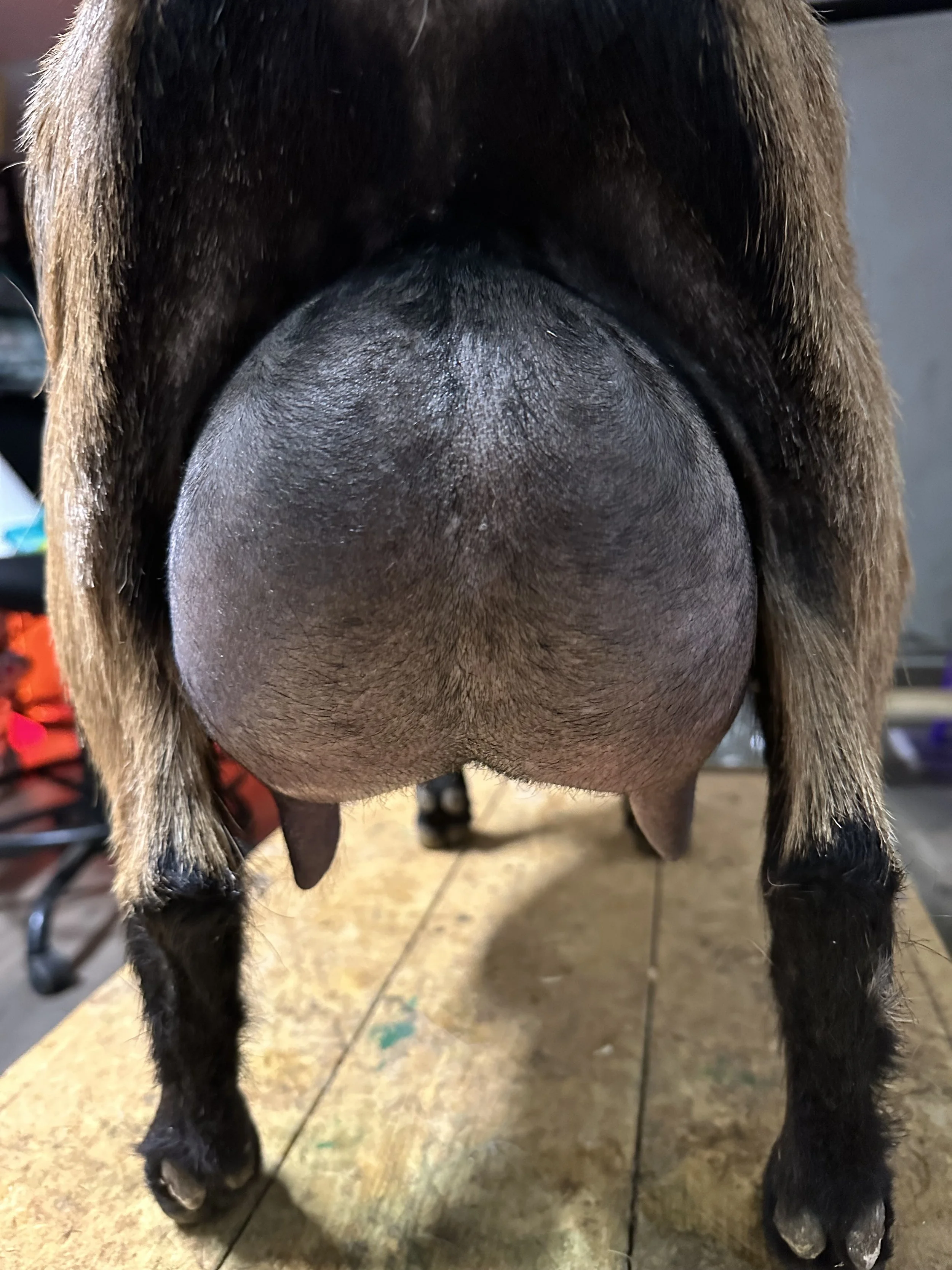 2025 lactation