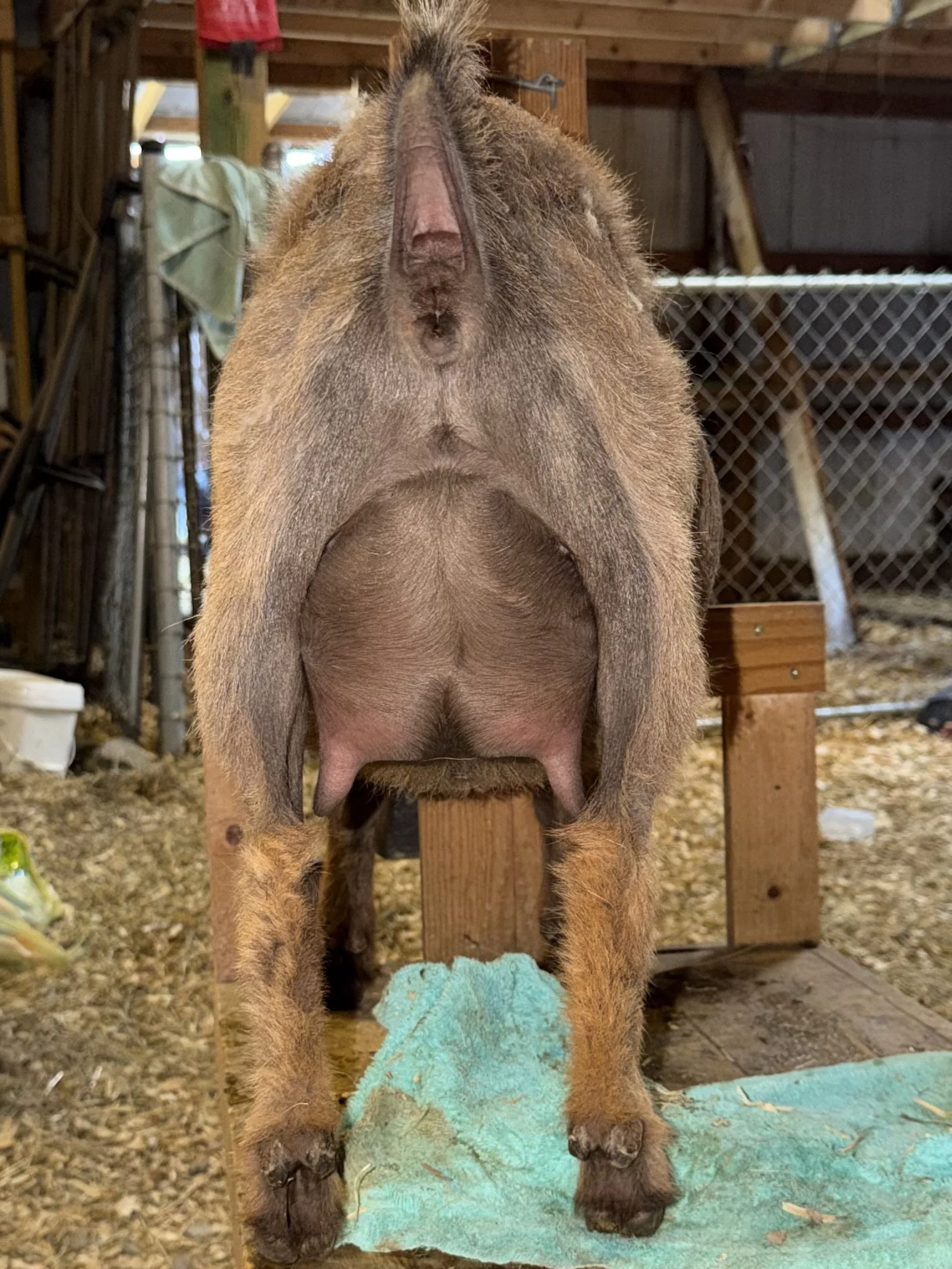 FF udder 2026