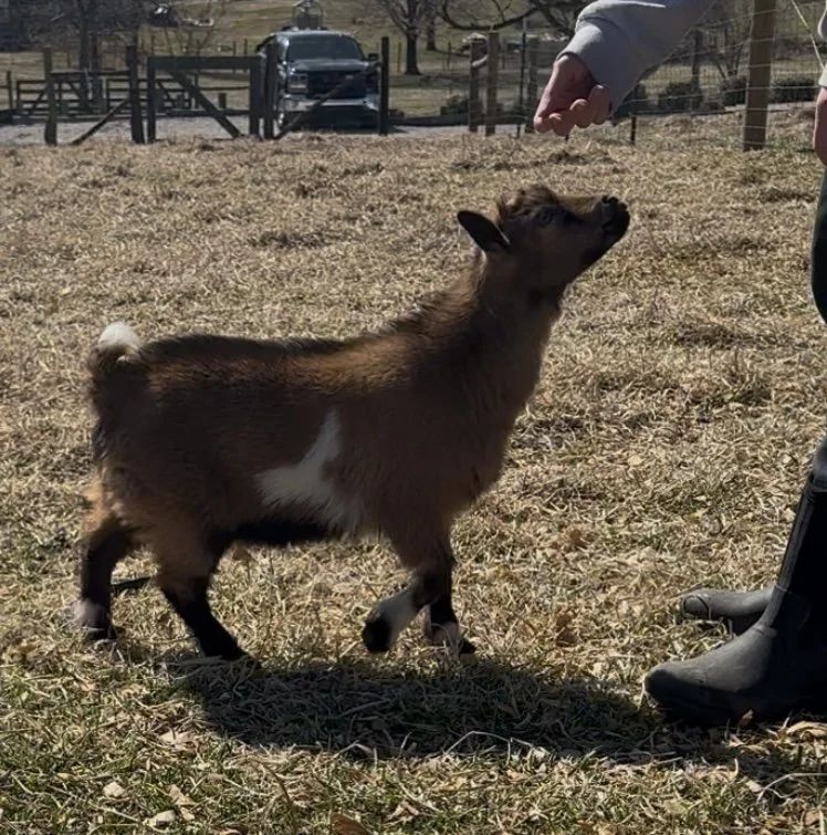 2025 retained buckling - Arcane Acres Fezzik