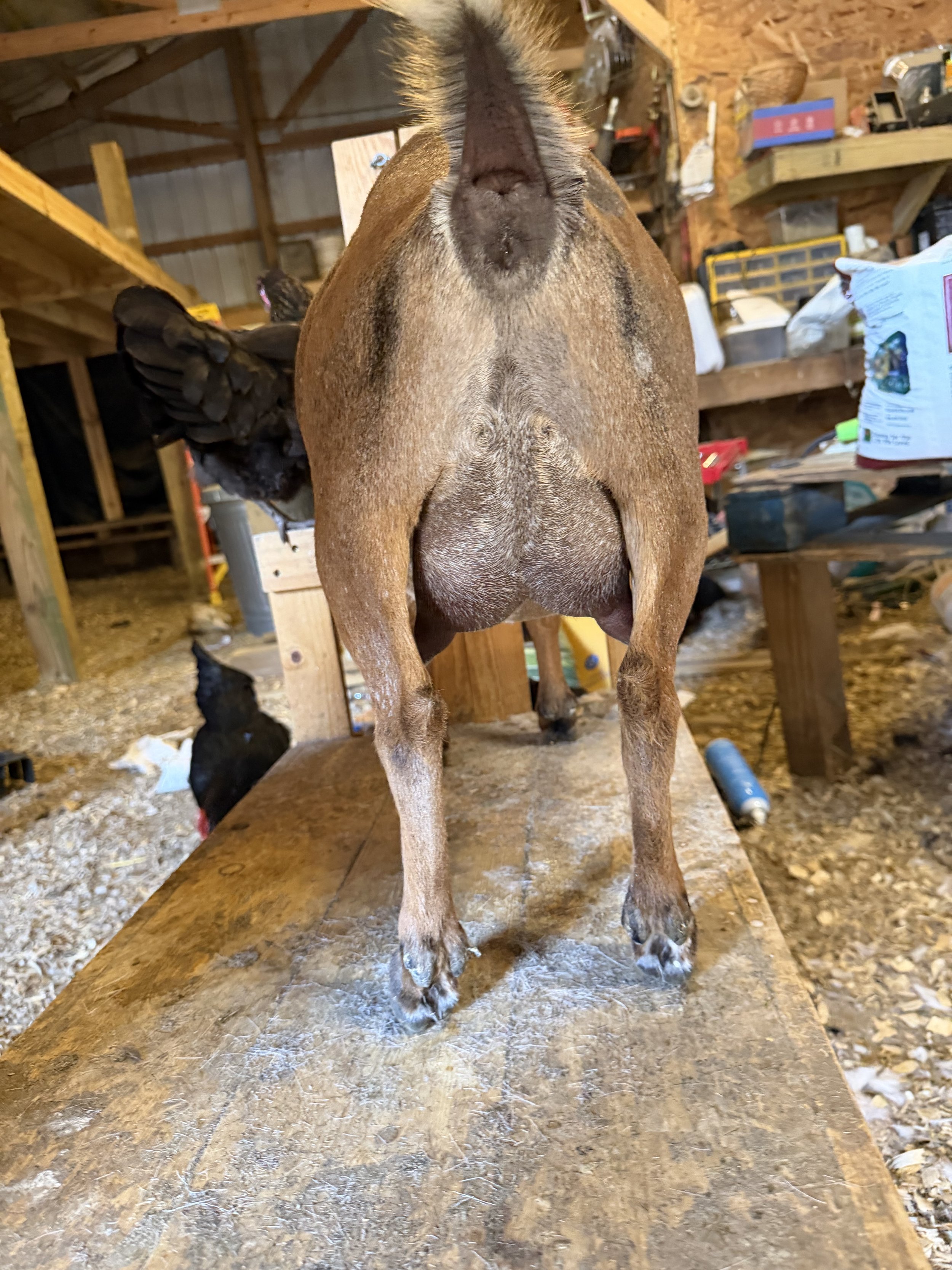 FF udder, 3 months fresh