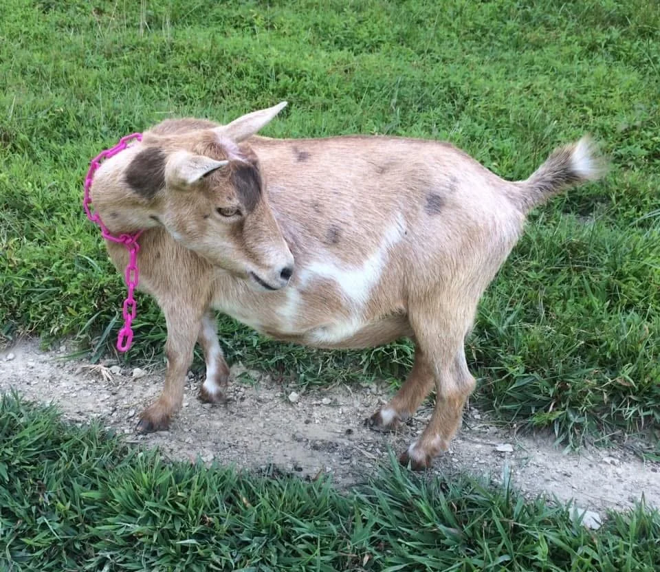 Dam - RHV AM CELESTIAL SODA POP;
PC Baker's Bleating Acres