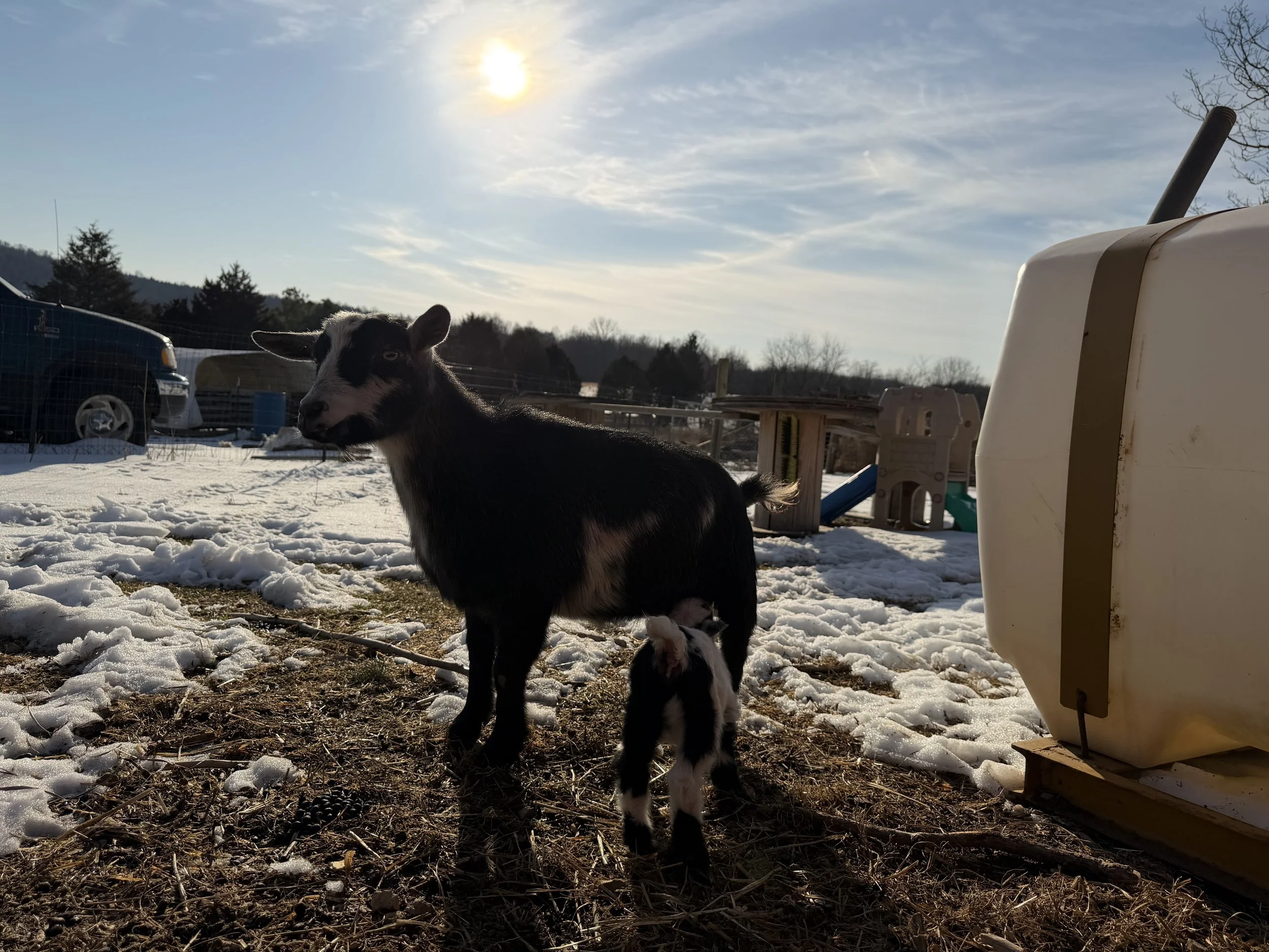 Voodoo with her single 2026 doeling