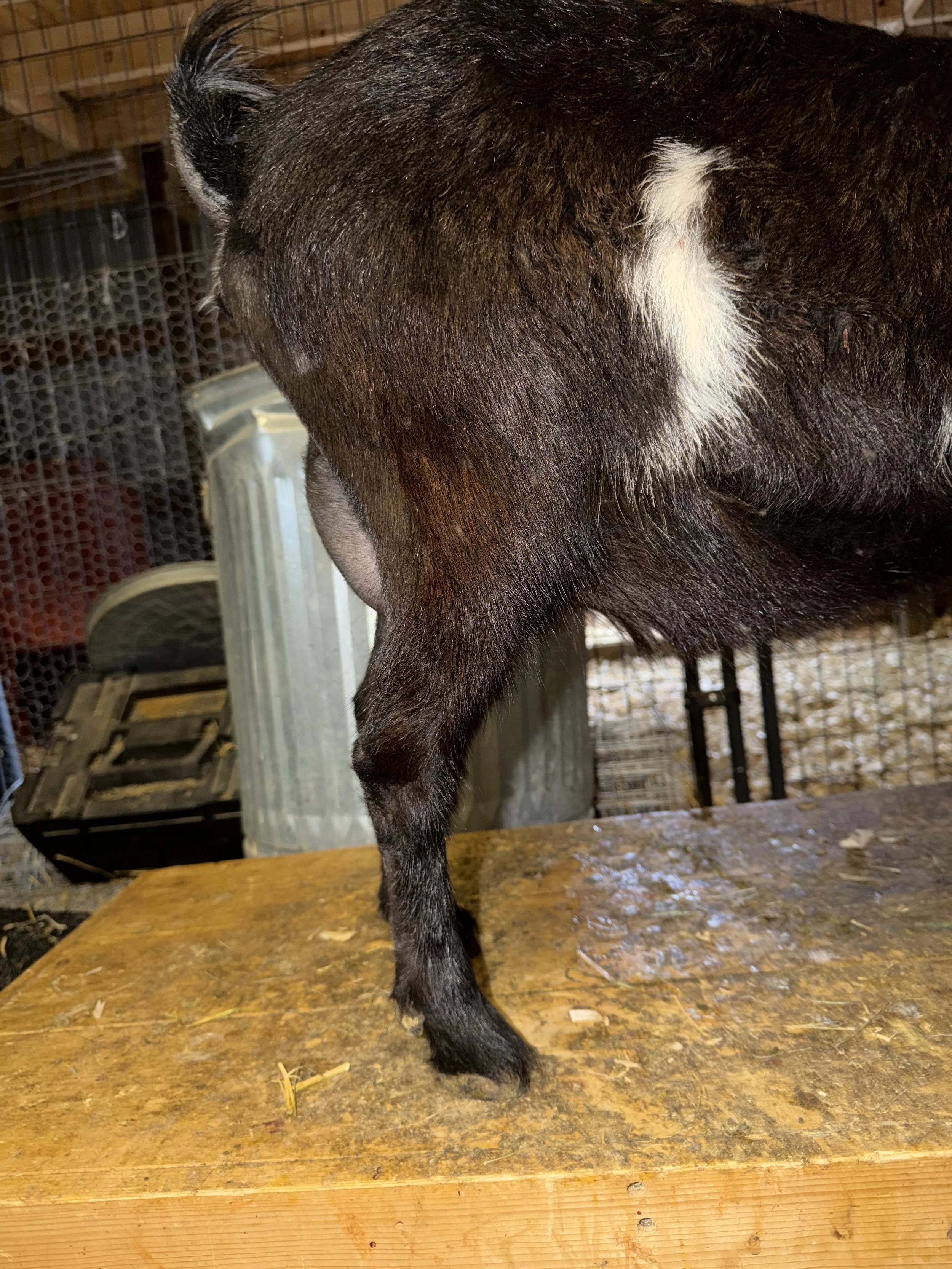 Second freshening, 2 years old