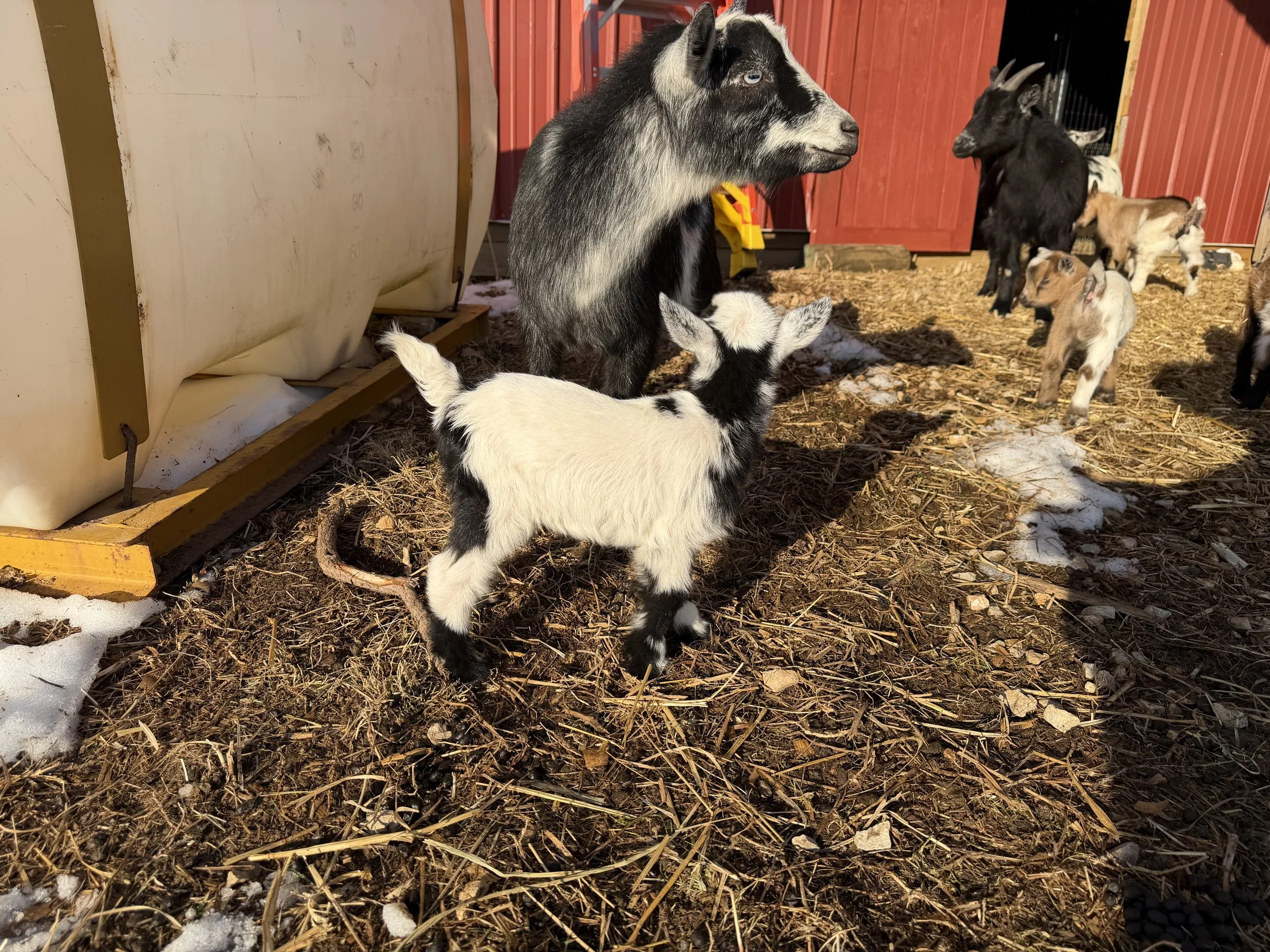 Voodoo with her single 2026 doeling