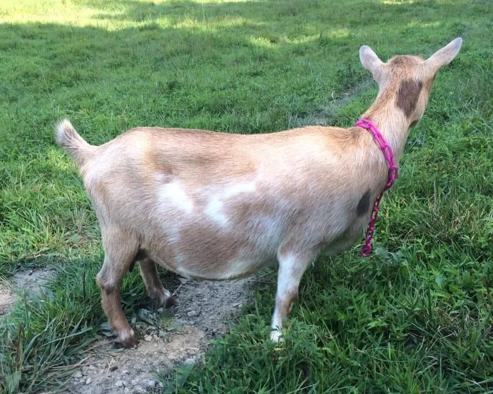 Dam - RHV AM CELESTIAL SODA POP;
PC Baker's Bleating Acres
