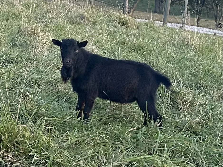 Sire - Grand Rising Farm Astronomical
