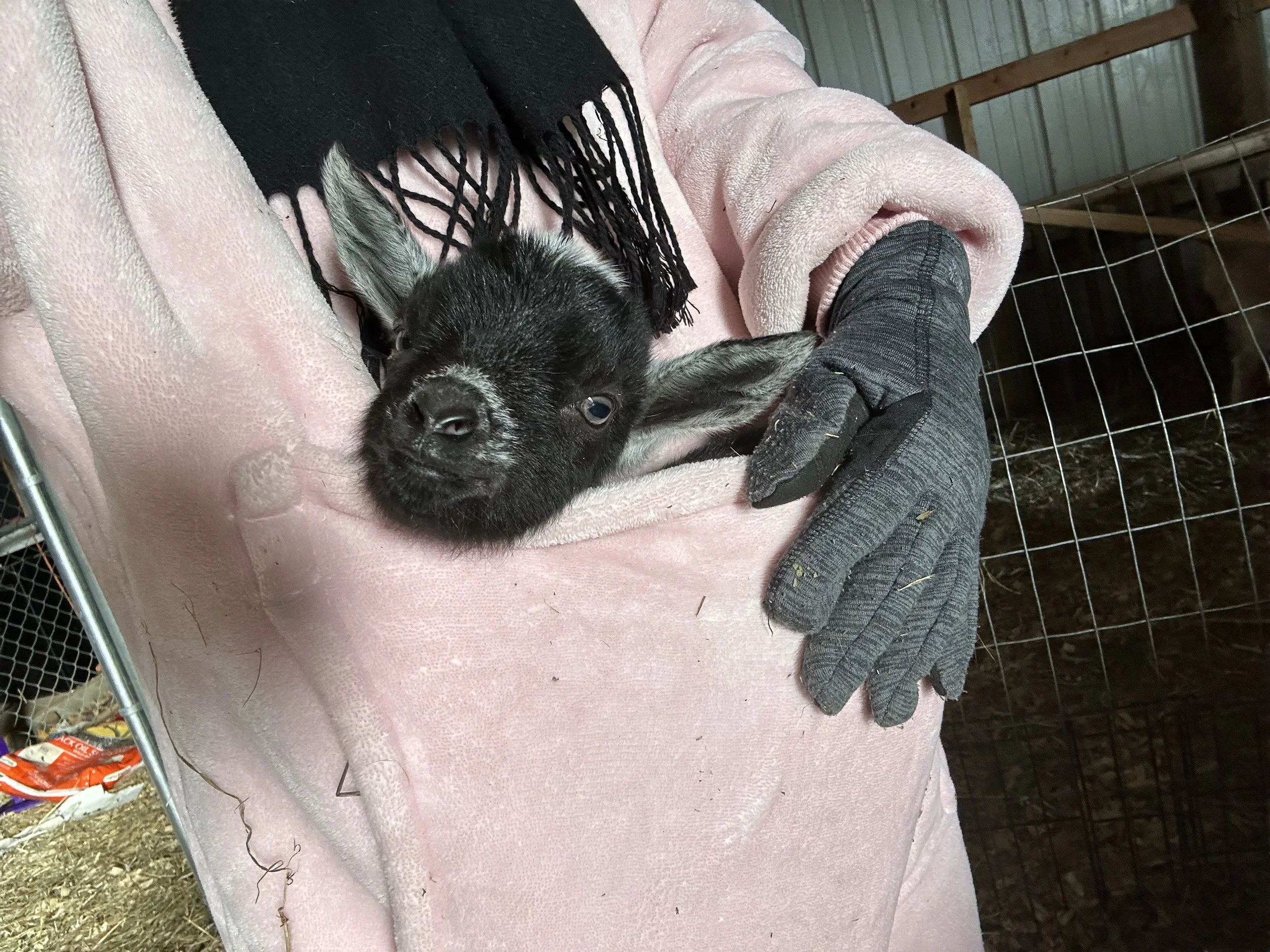 Catching a ride in my hoodie pocket