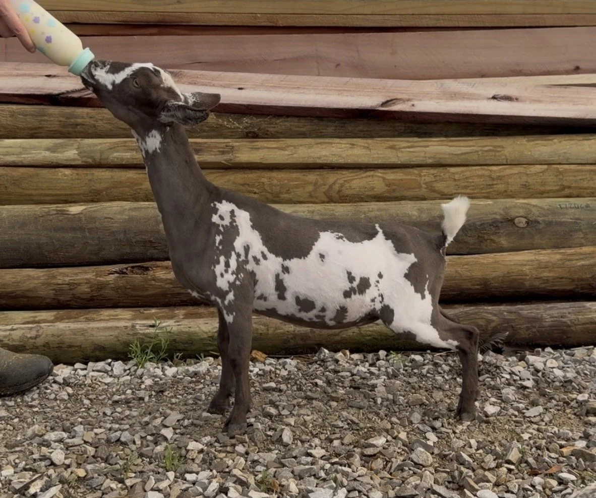 IMG_9885.jpeg