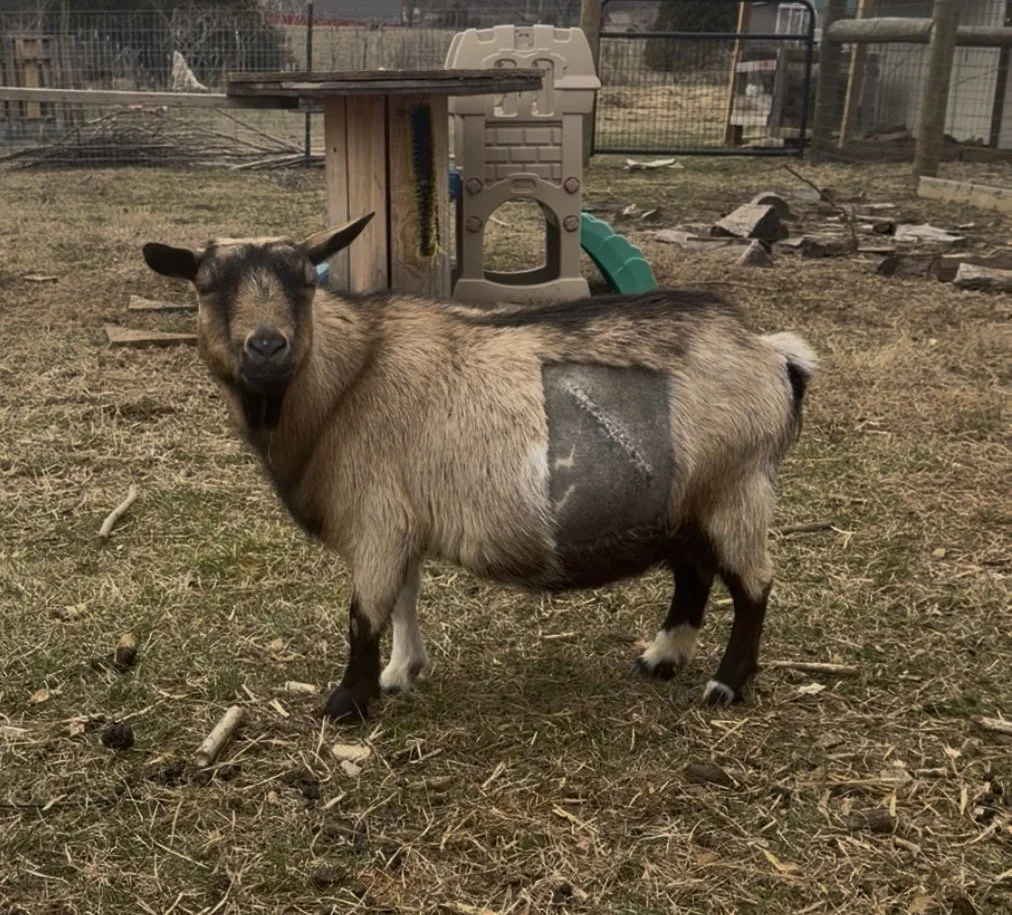 9 years old, post c-section. Now retired